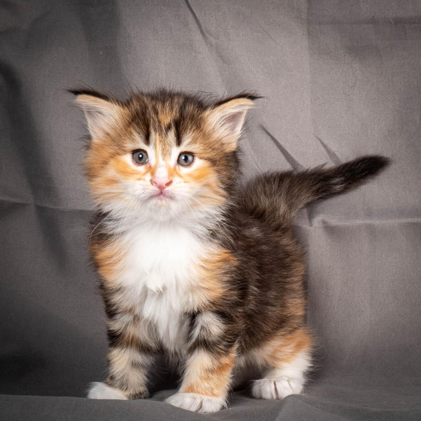 (N)Migoto's Alva, NFO f 09 22