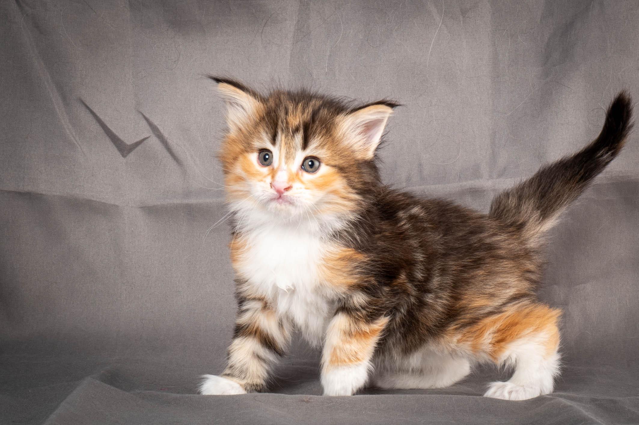 (N)Migoto's Alva, NFO f 09 22