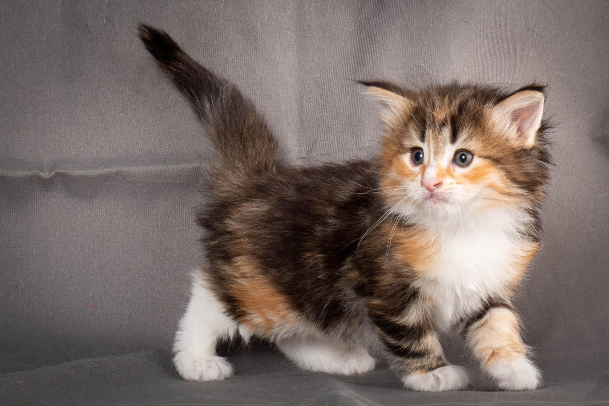 (N)Migoto's Alva, NFO f 09 22