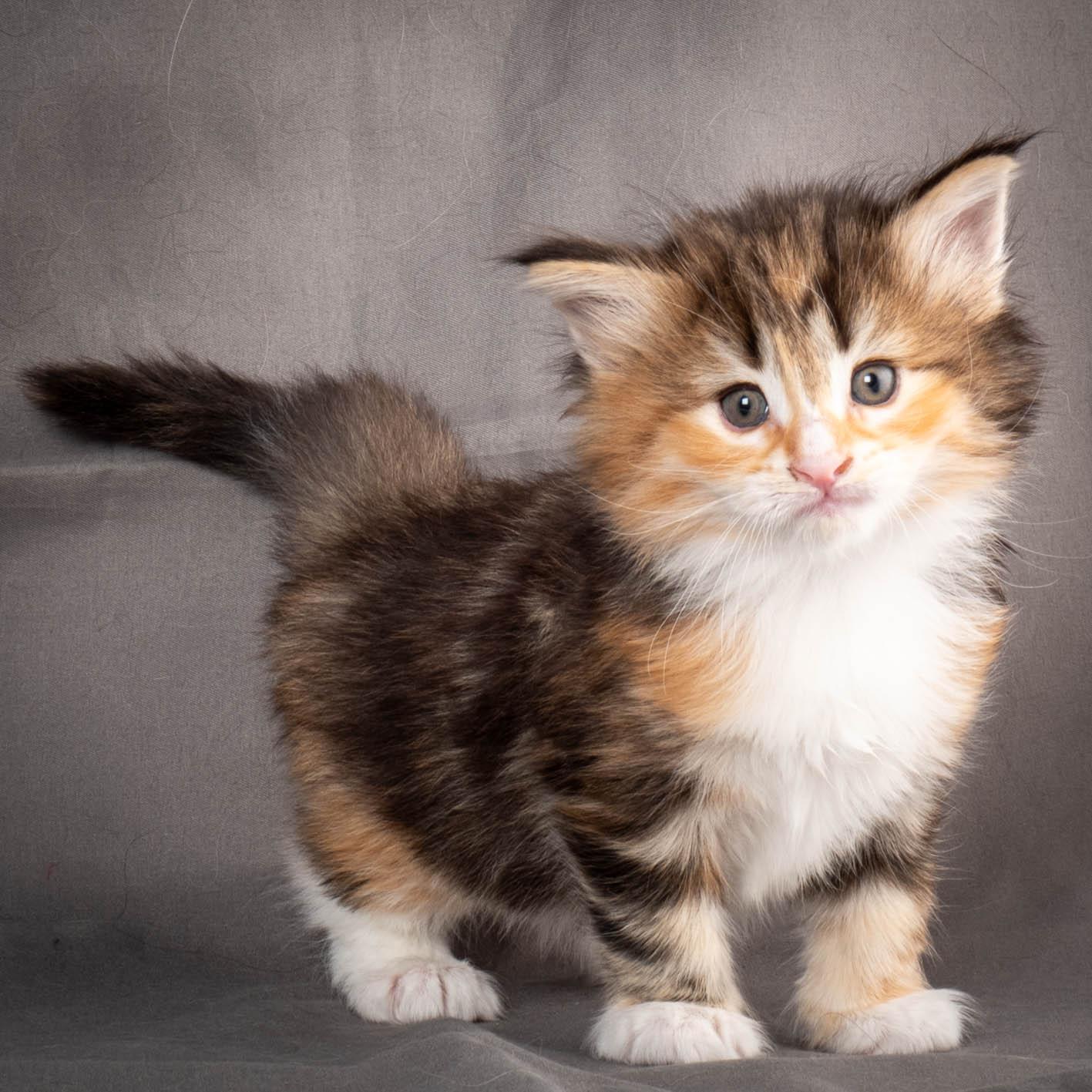 (N)Migoto's Alva, NFO f 09 22