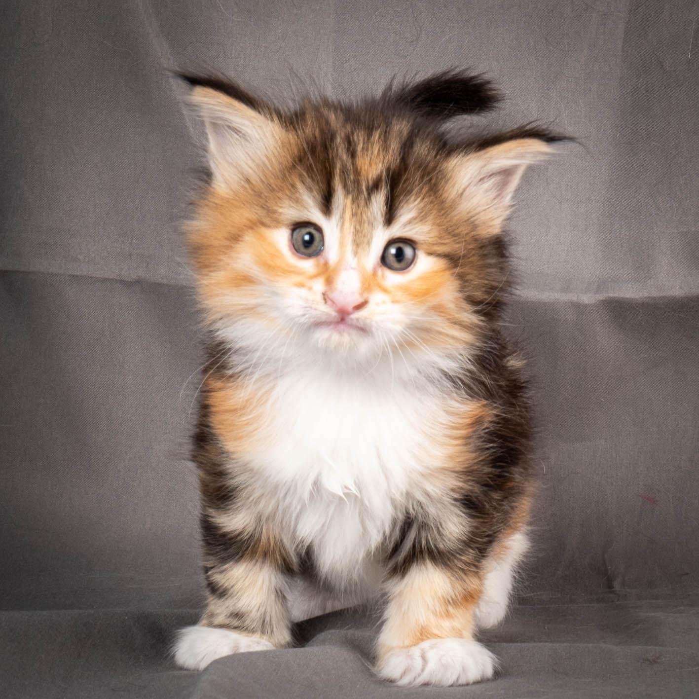 (N)Migoto's Alva, NFO f 09 22