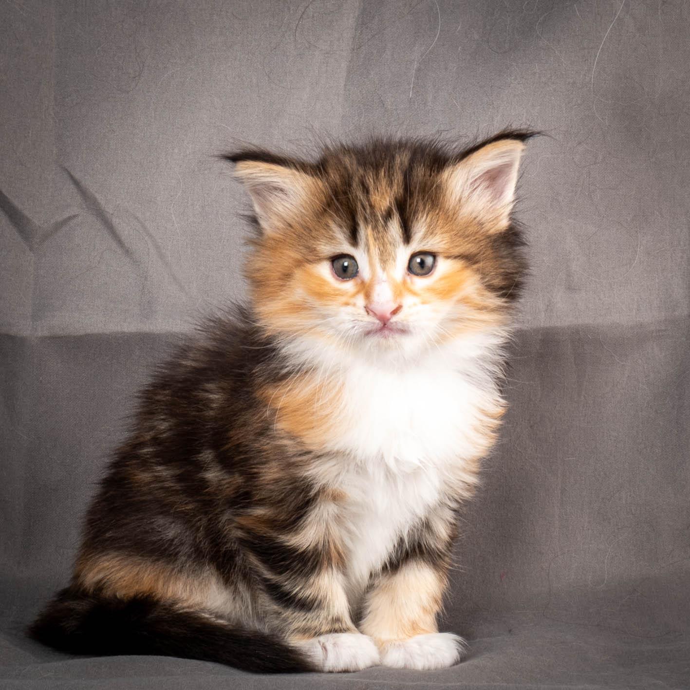 (N)Migoto's Alva, NFO f 09 22