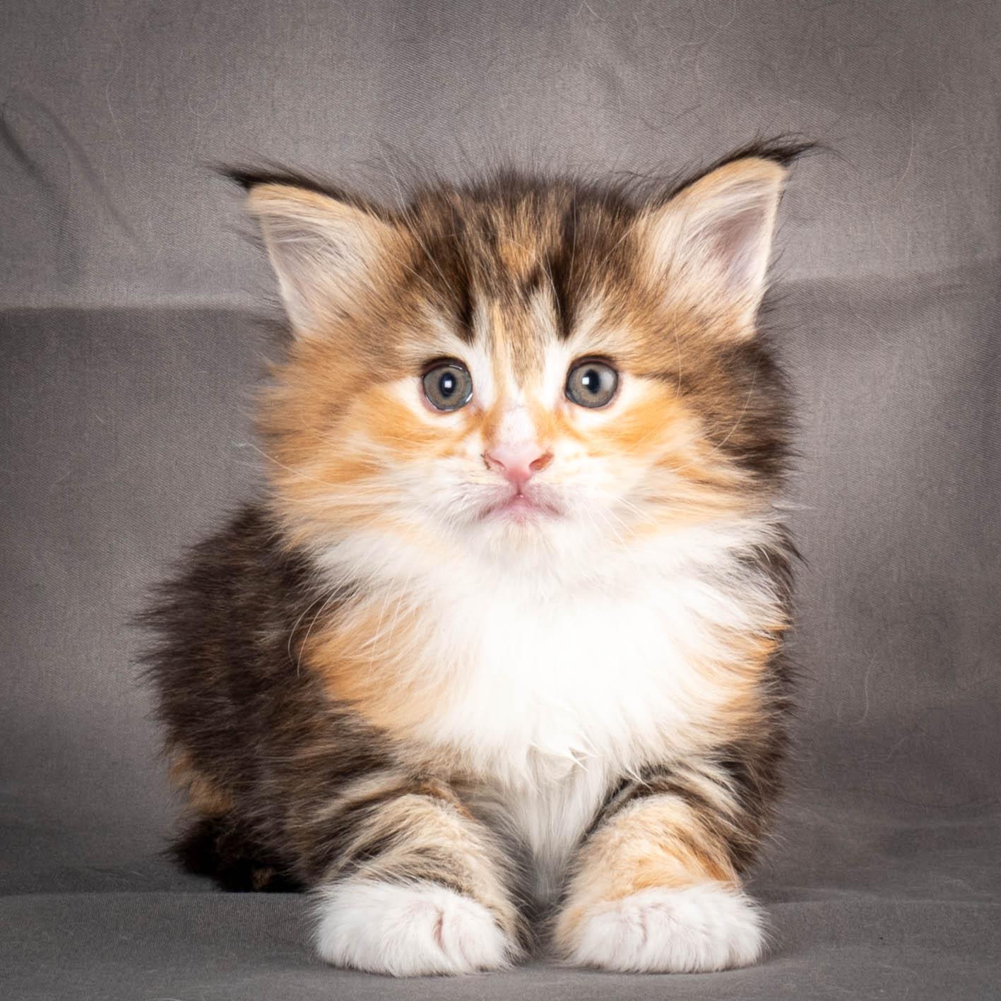 (N)Migoto's Alva, NFO f 09 22