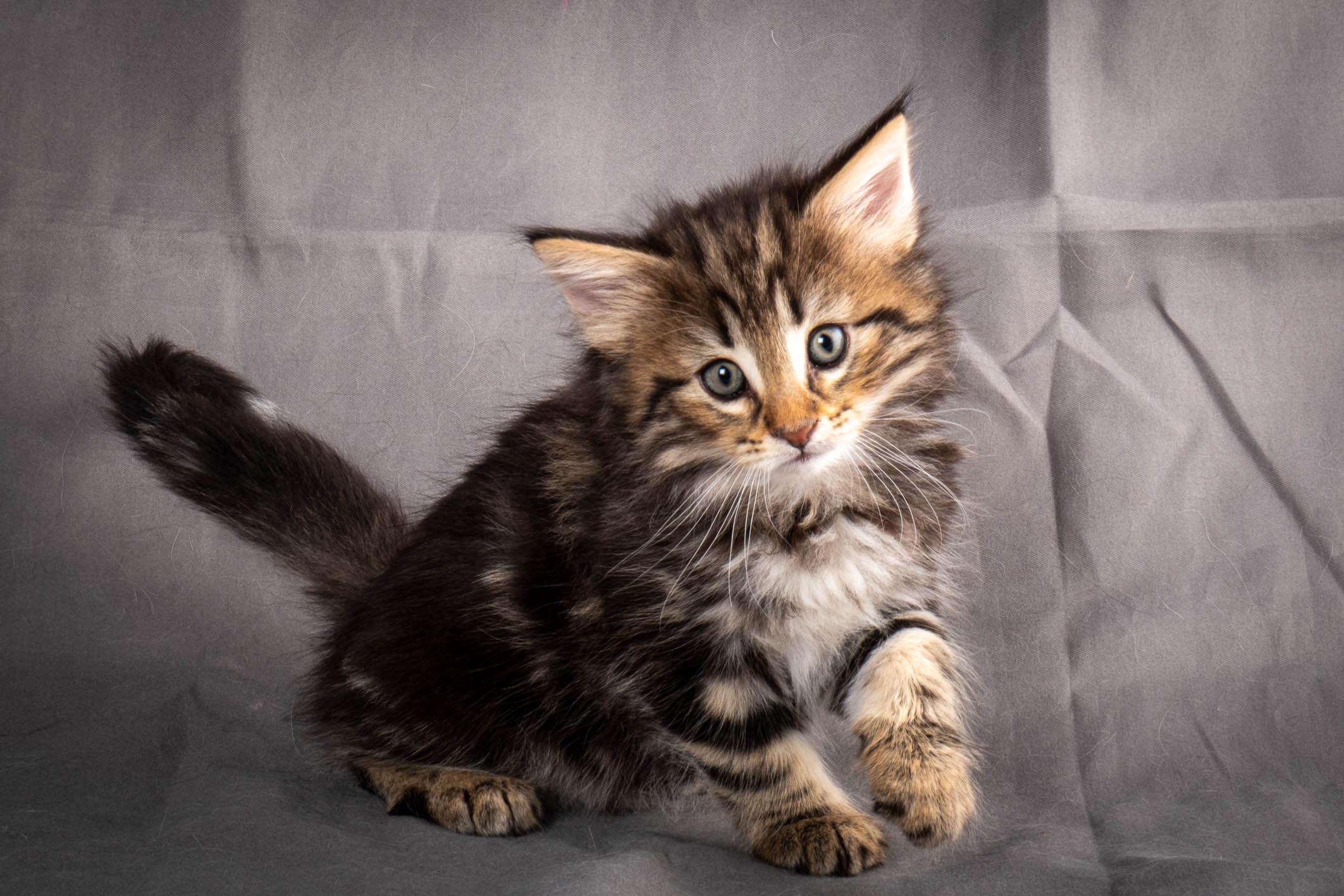 (N)Migoto's Anton, NFO n 22