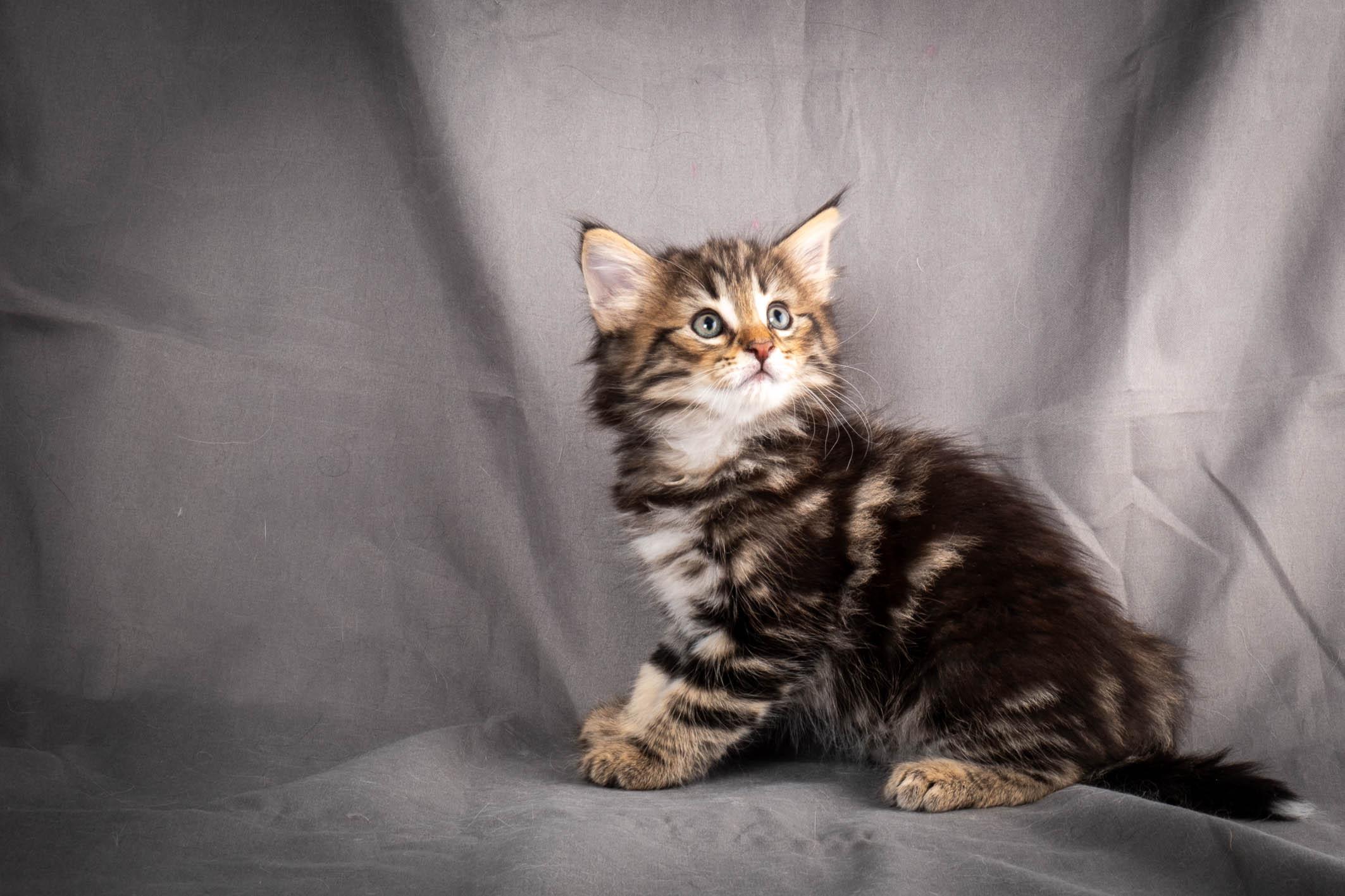 (N)Migoto's Anton, NFO n 22