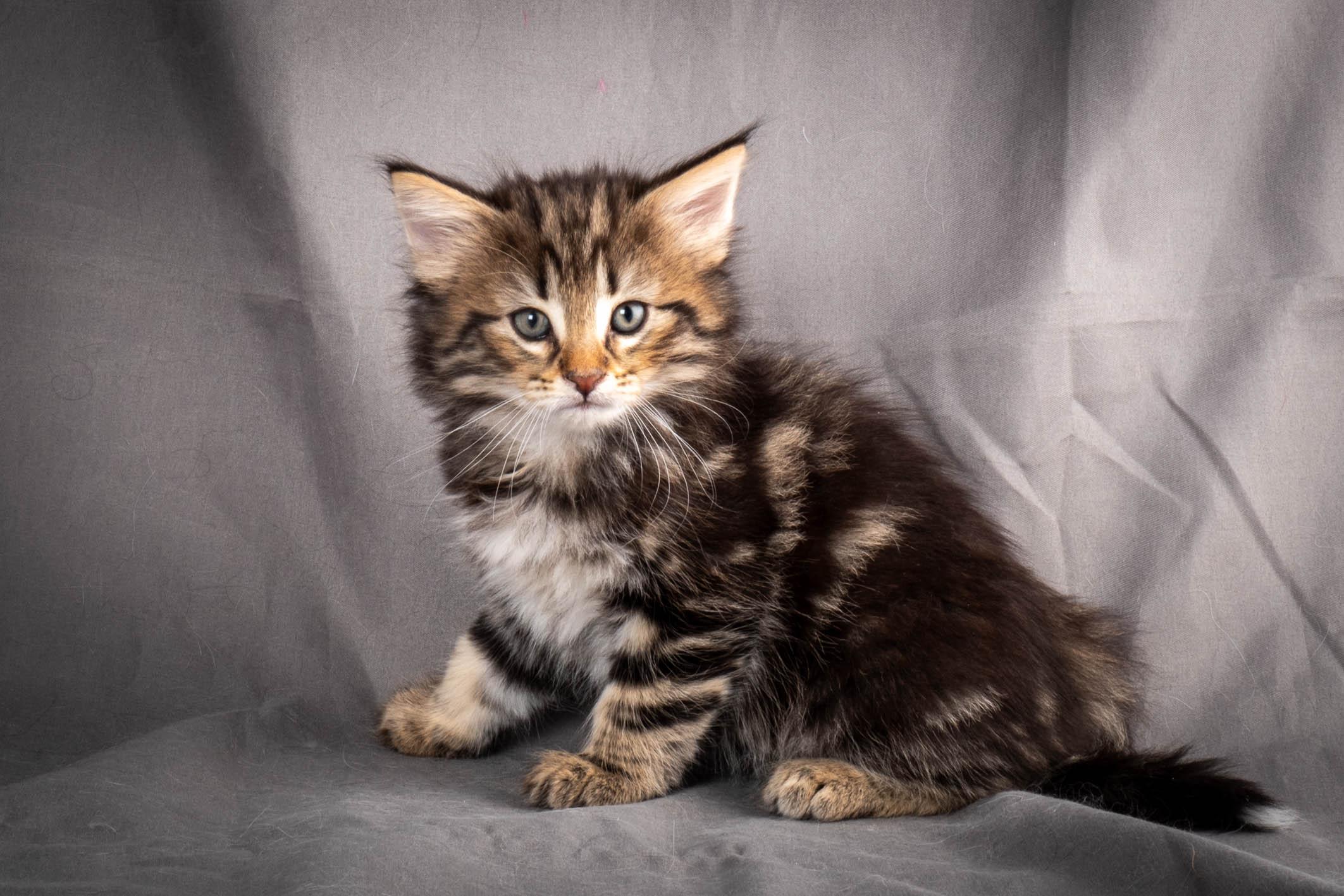 (N)Migoto's Anton, NFO n 22