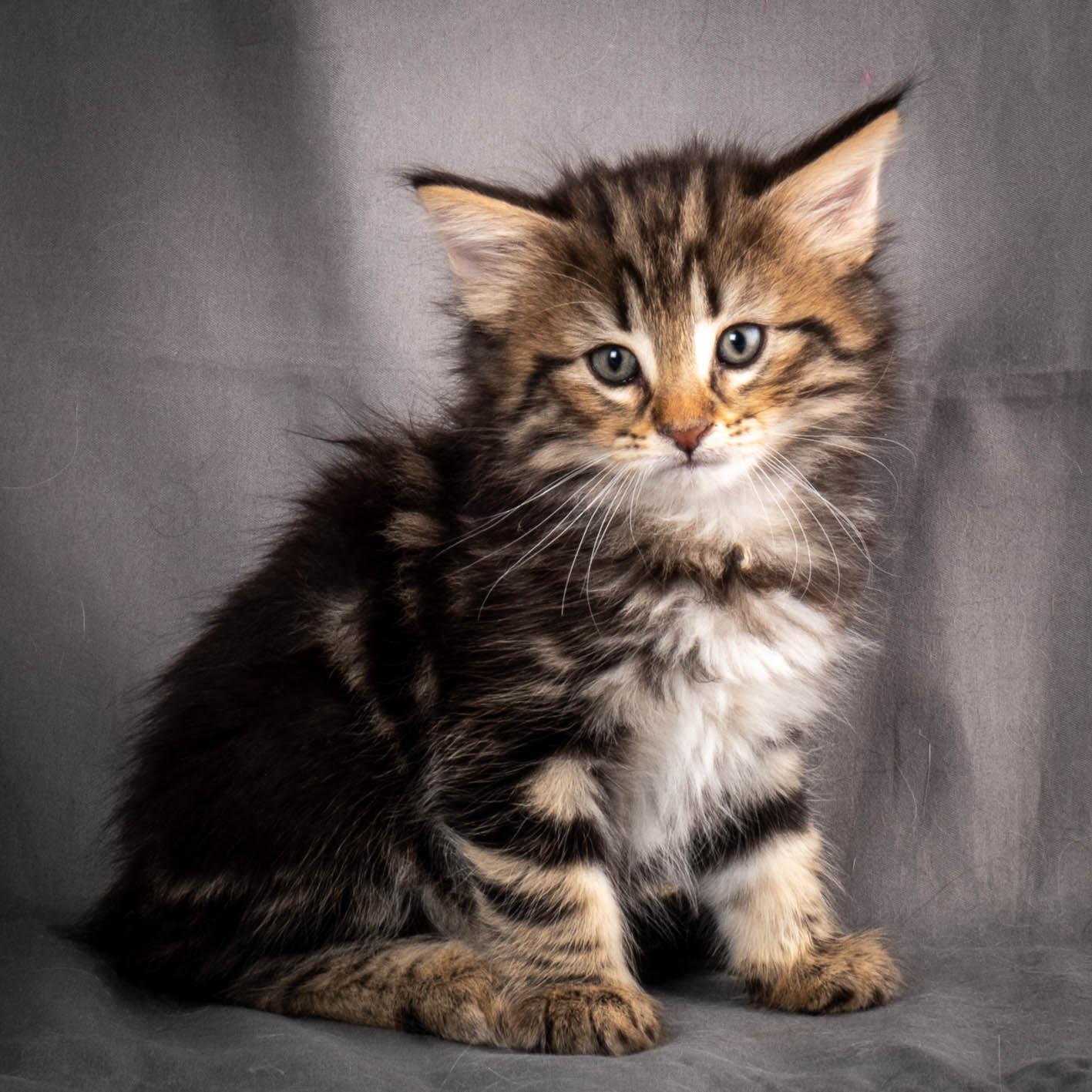 (N)Migoto's Anton, NFO n 22