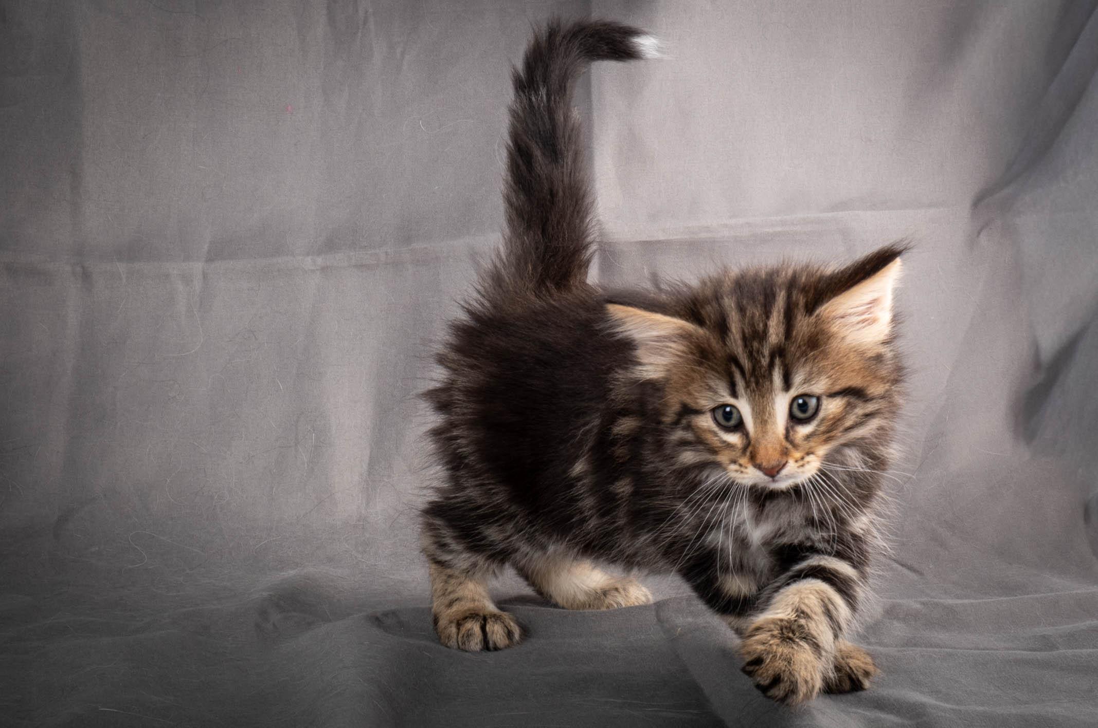 (N)Migoto's Anton, NFO n 22