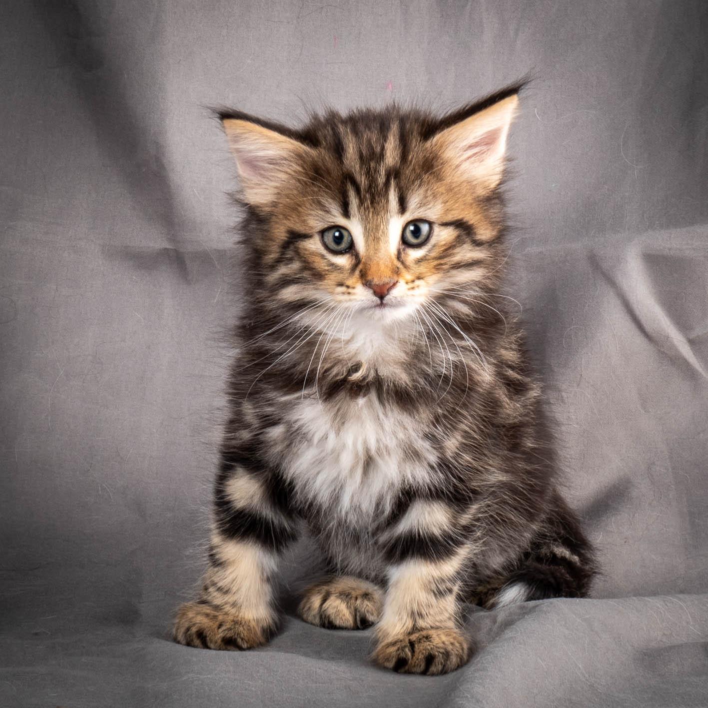 (N)Migoto's Anton, NFO n 22