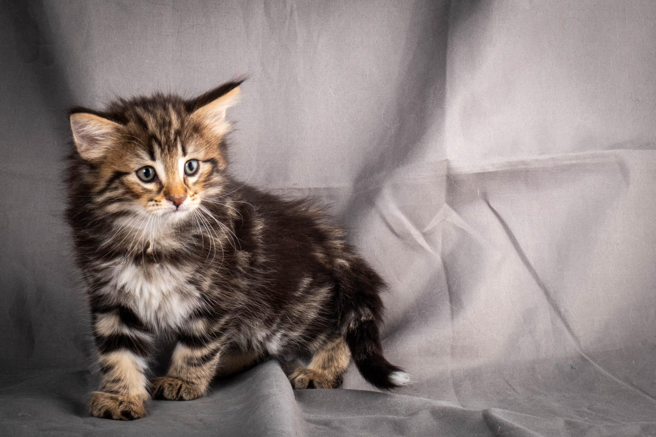 (N)Migoto's Anton, NFO n 22