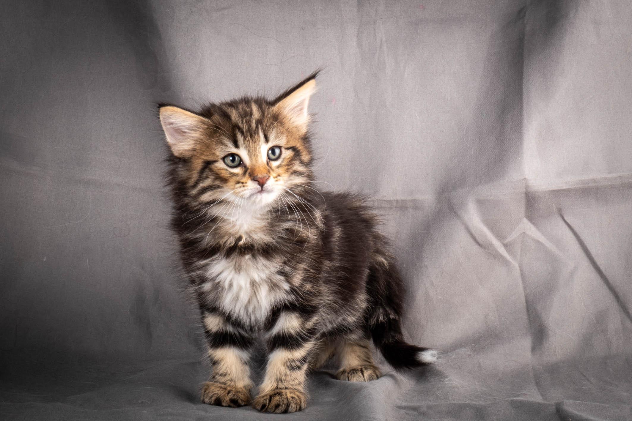 (N)Migoto's Anton, NFO n 22