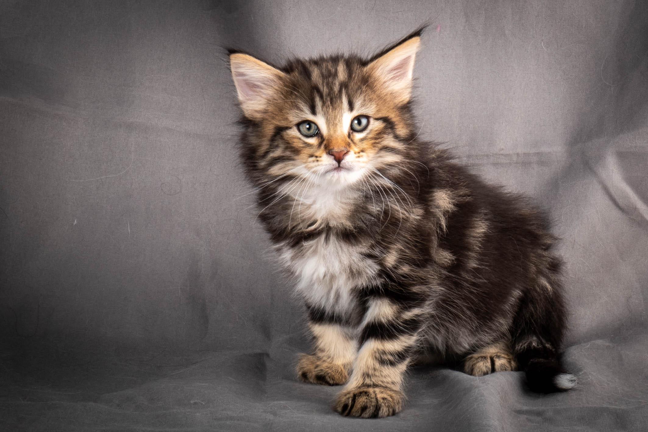 (N)Migoto's Anton, NFO n 22