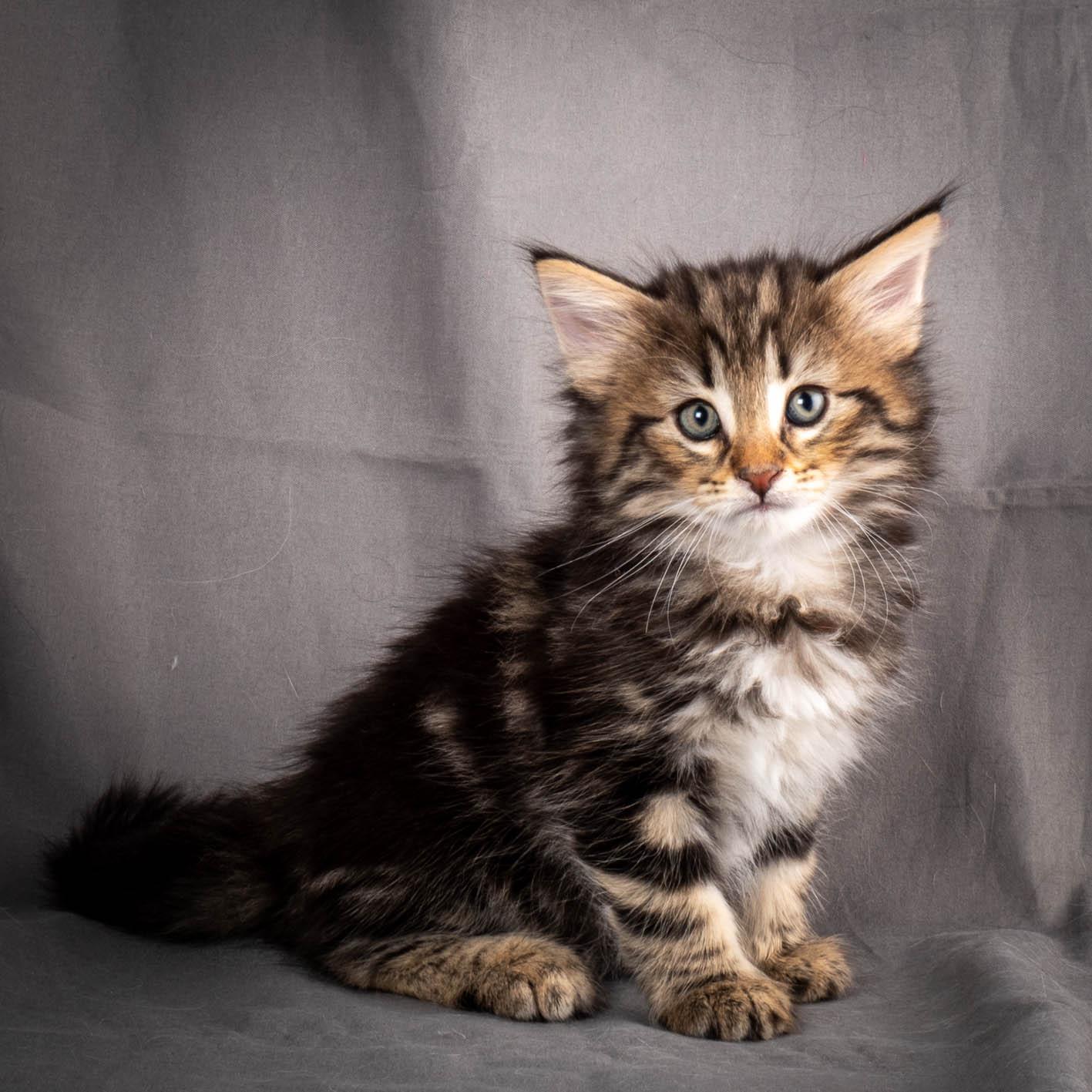 (N)Migoto's Anton, NFO n 22