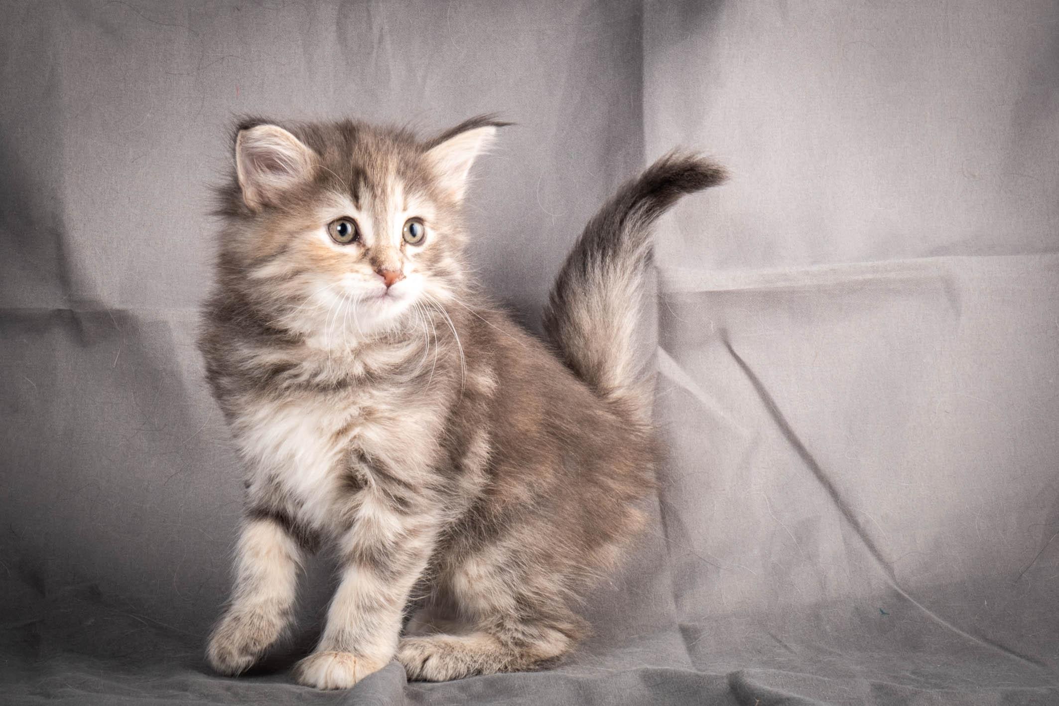 (N)Migoto's Anne, NFO n 22