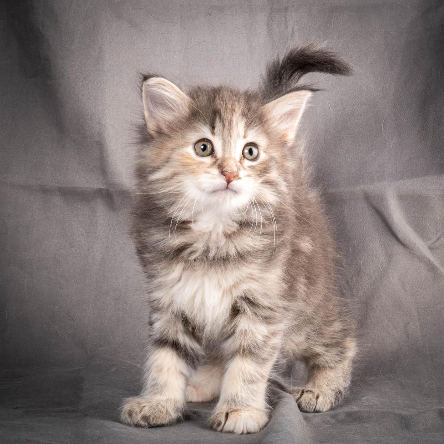 (N)Migoto's Anne, NFO n 22