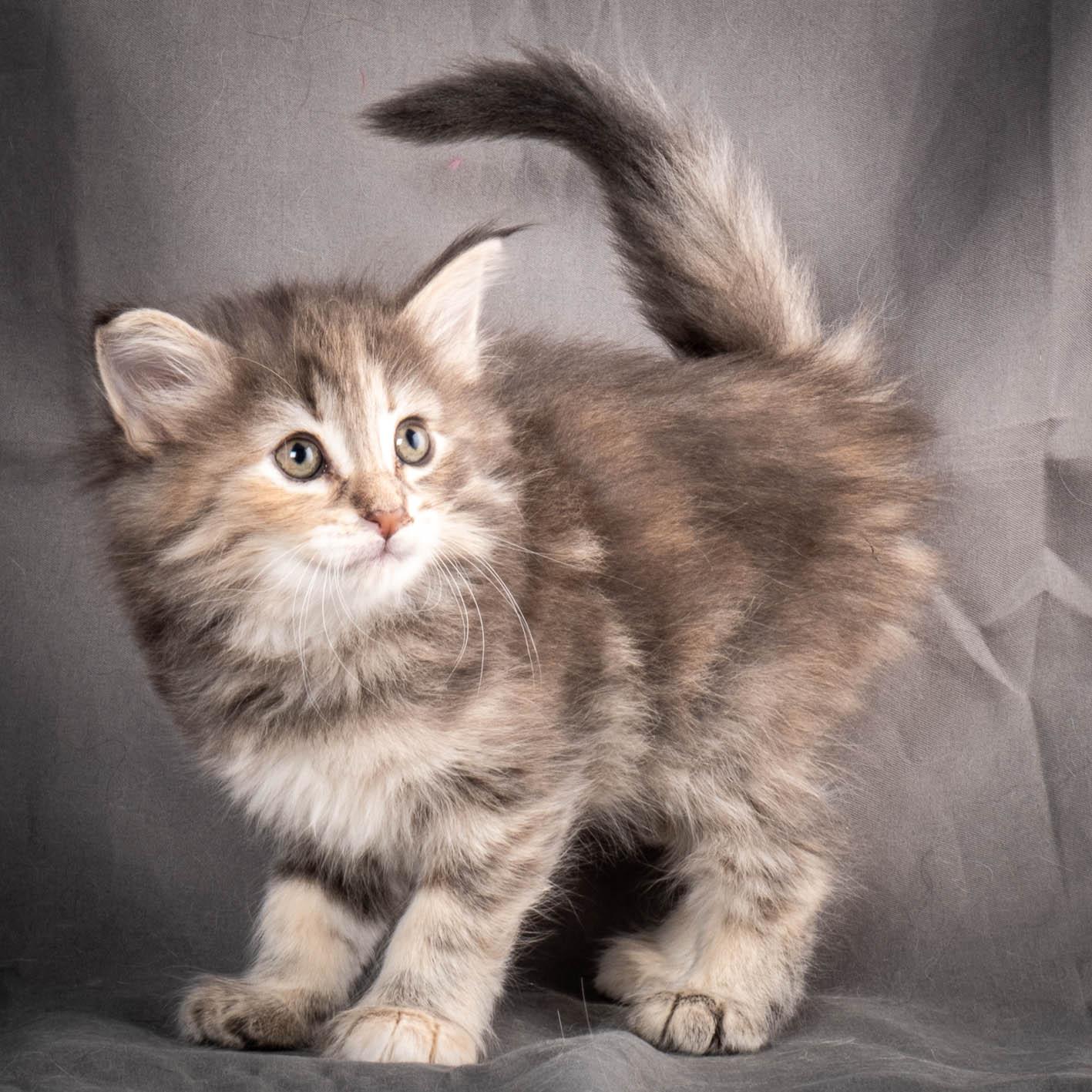 (N)Migoto's Anne, NFO n 22