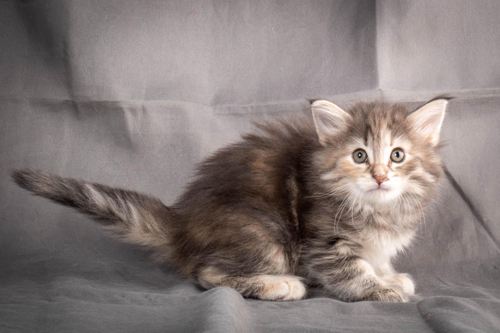 (N)Migoto's Anne, NFO n 22