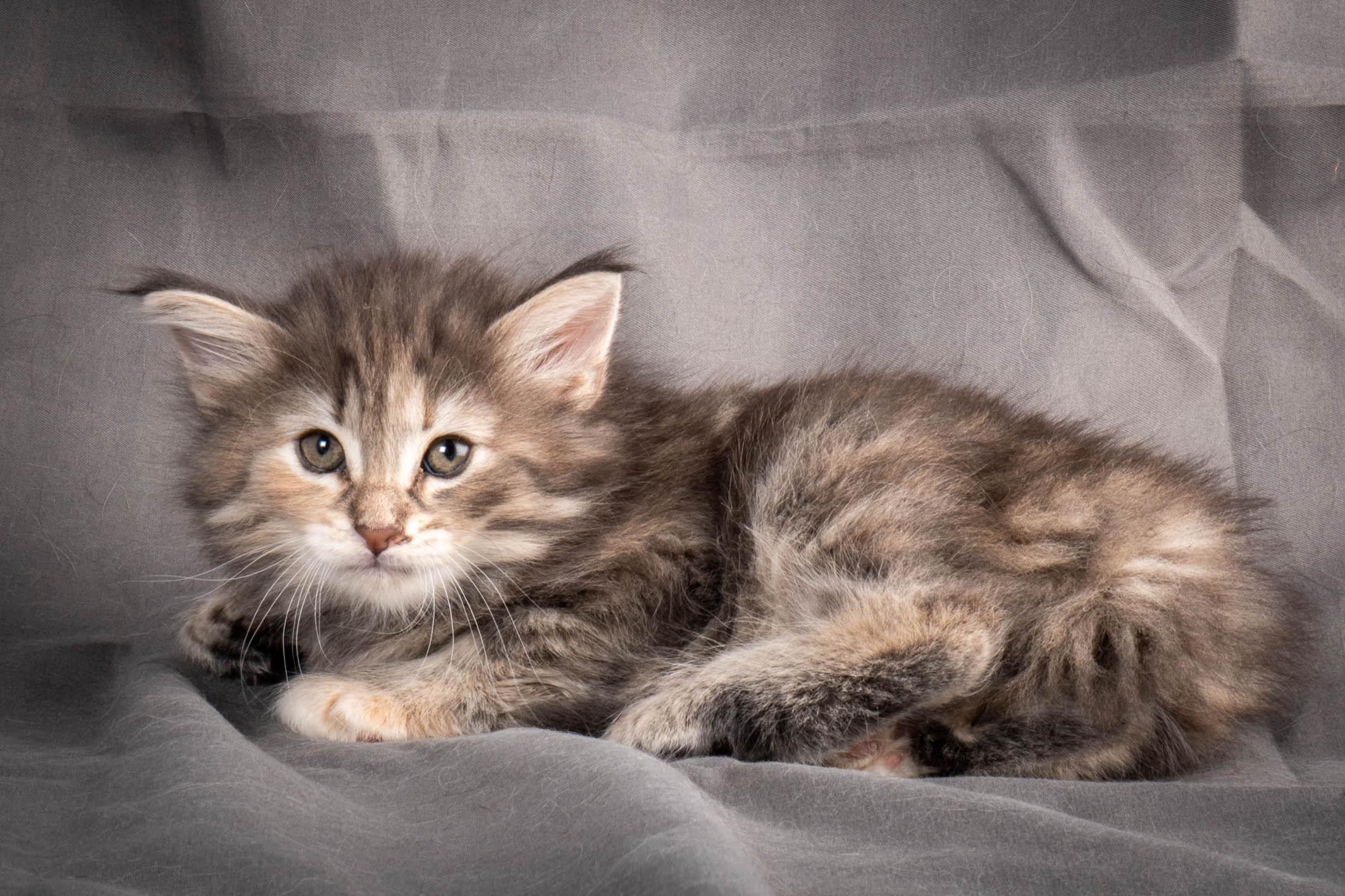 (N)Migoto's Anne, NFO n 22