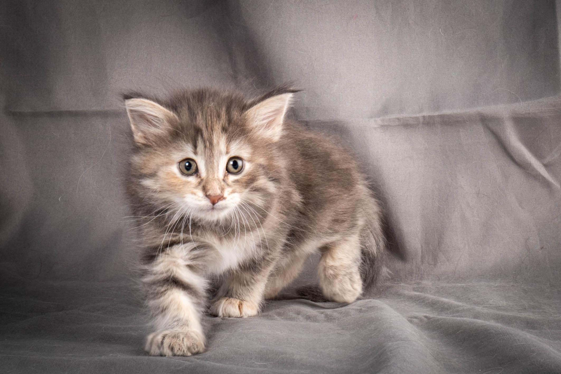 (N)Migoto's Anne, NFO n 22