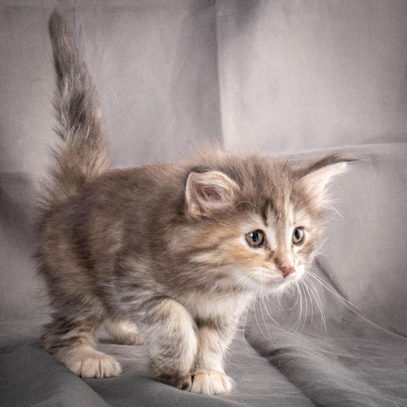 (N)Migoto's Anne, NFO n 22