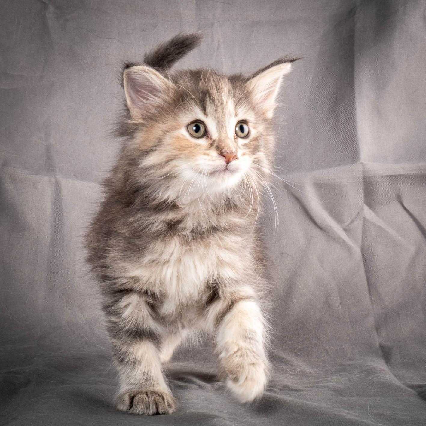 (N)Migoto's Anne, NFO n 22