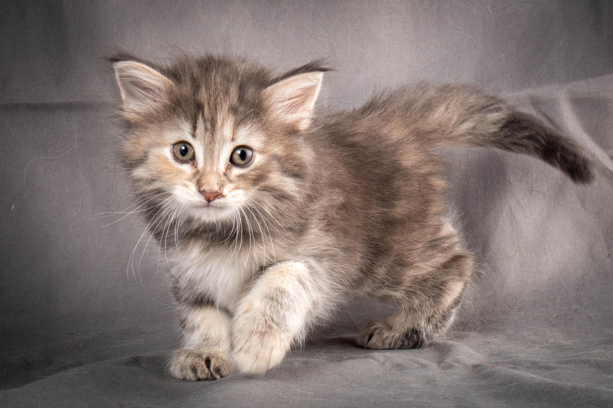 (N)Migoto's Anne, NFO n 22