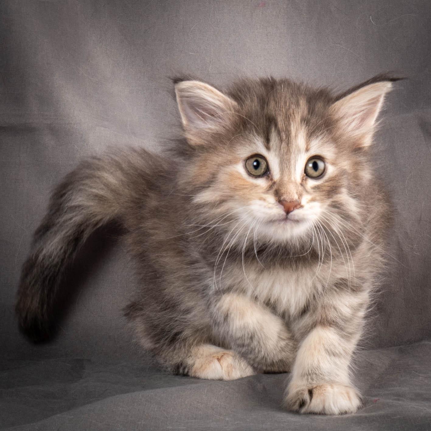 (N)Migoto's Anne, NFO n 22