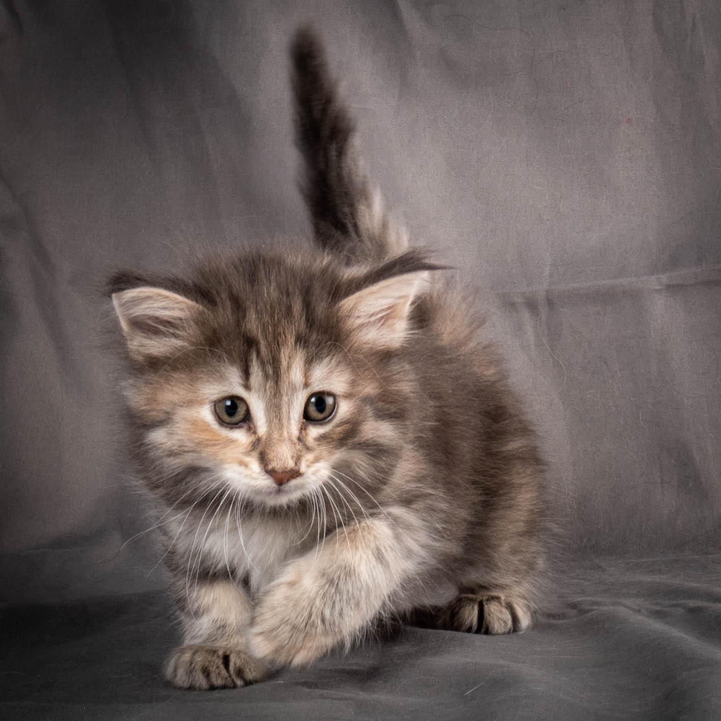 (N)Migoto's Anne, NFO n 22