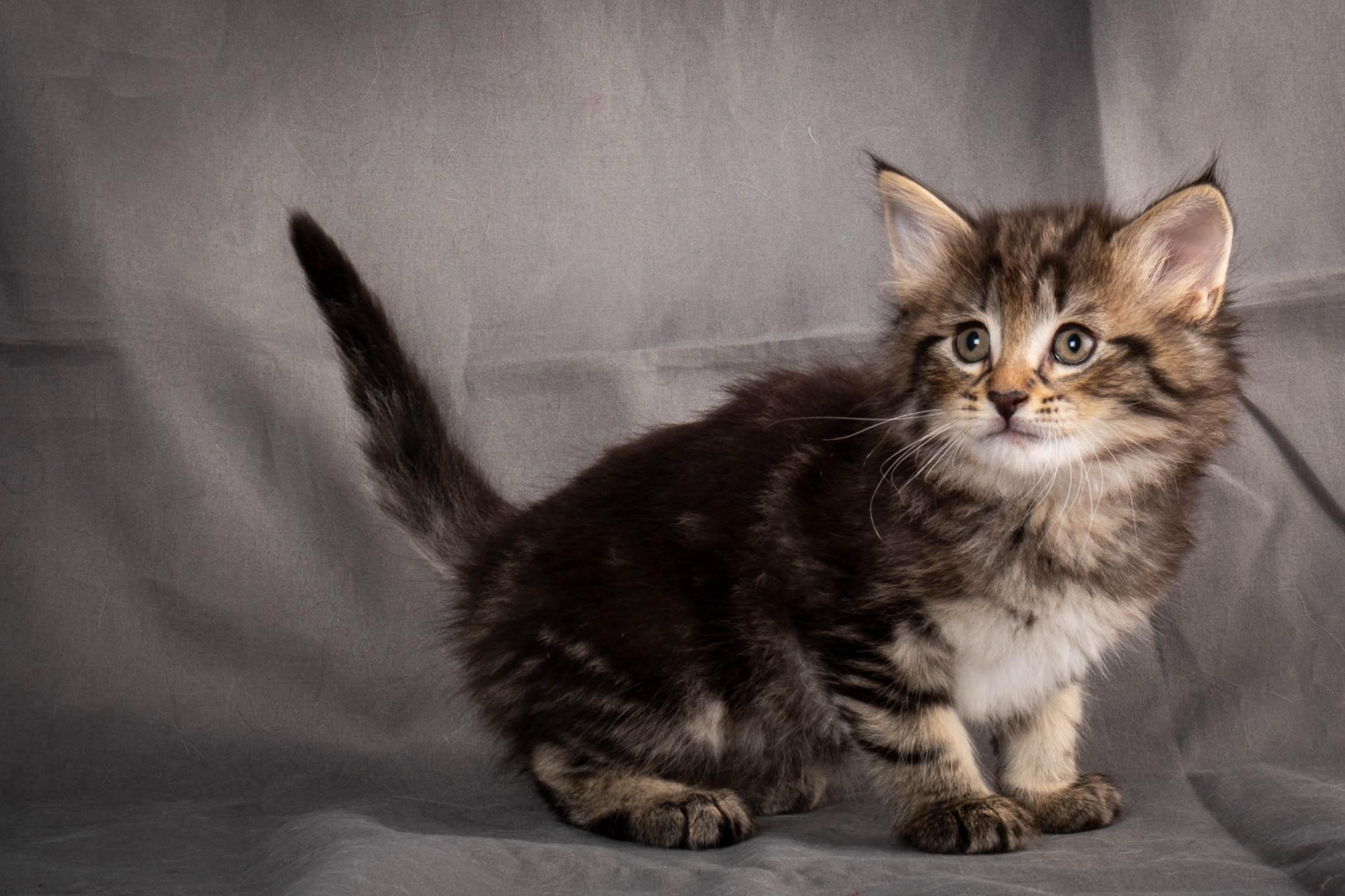 (N)Migoto's August, NFO a (09) 22