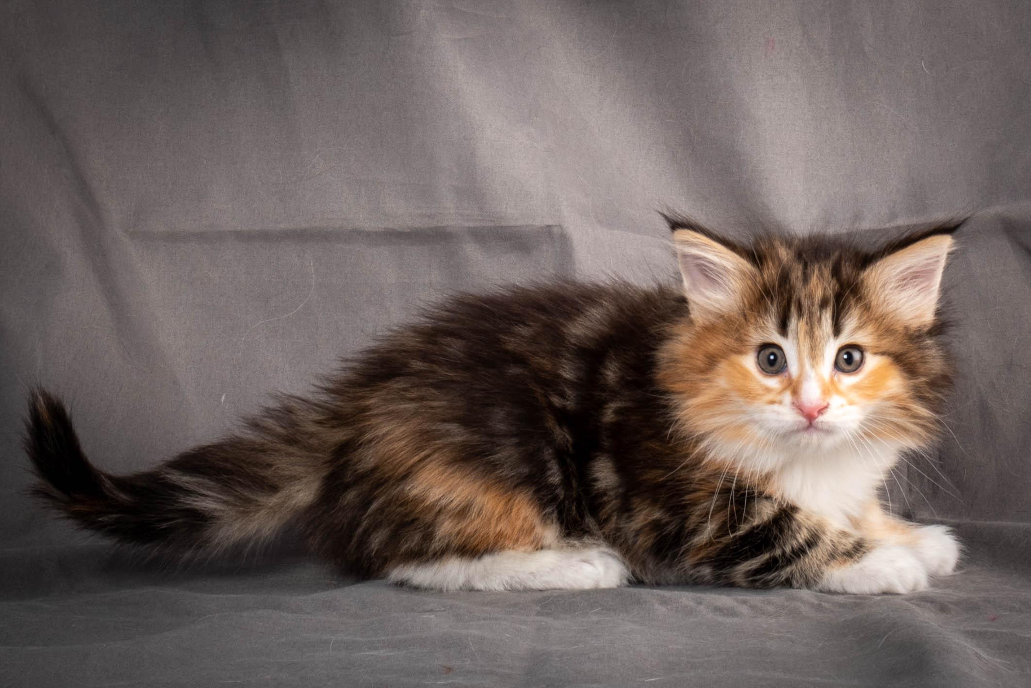 (N)Migoto's Alva, NFO f 09 22