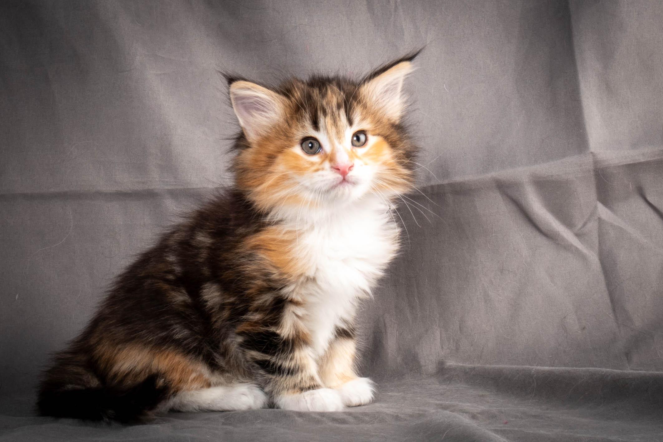 (N)Migoto's Alva, NFO f 09 22