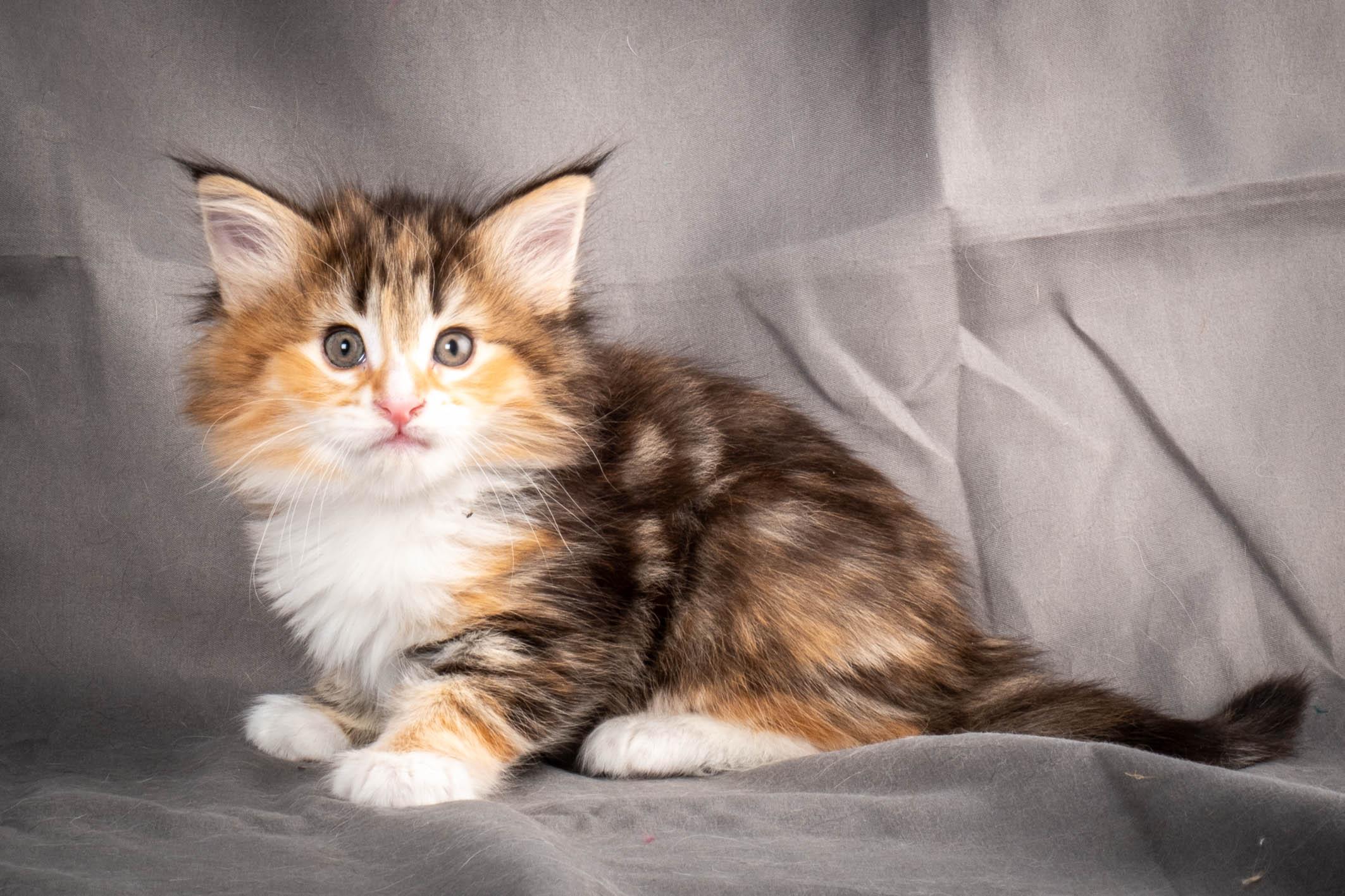 (N)Migoto's Alva, NFO f 09 22