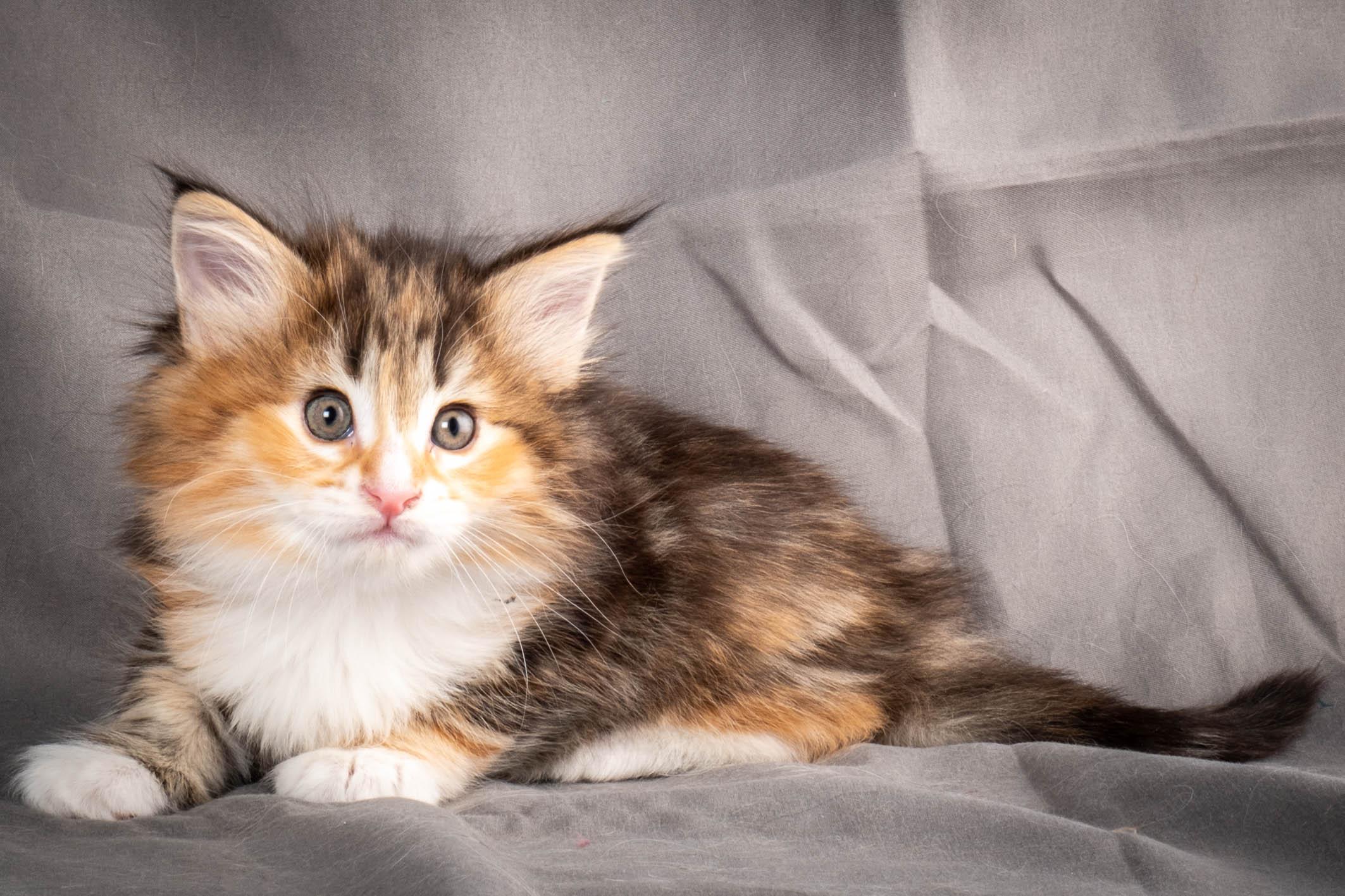 (N)Migoto's Alva, NFO f 09 22