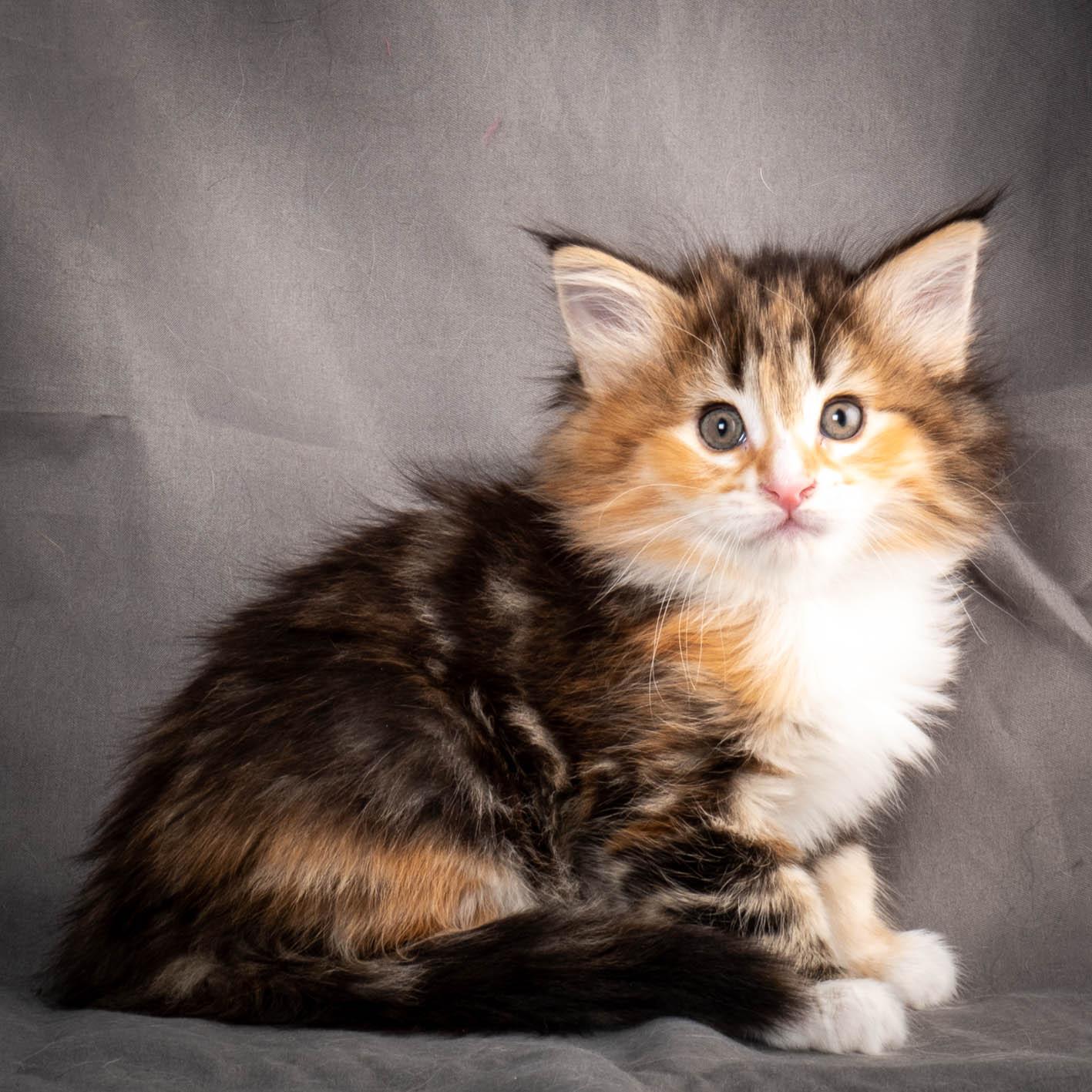 (N)Migoto's Alva, NFO f 09 22