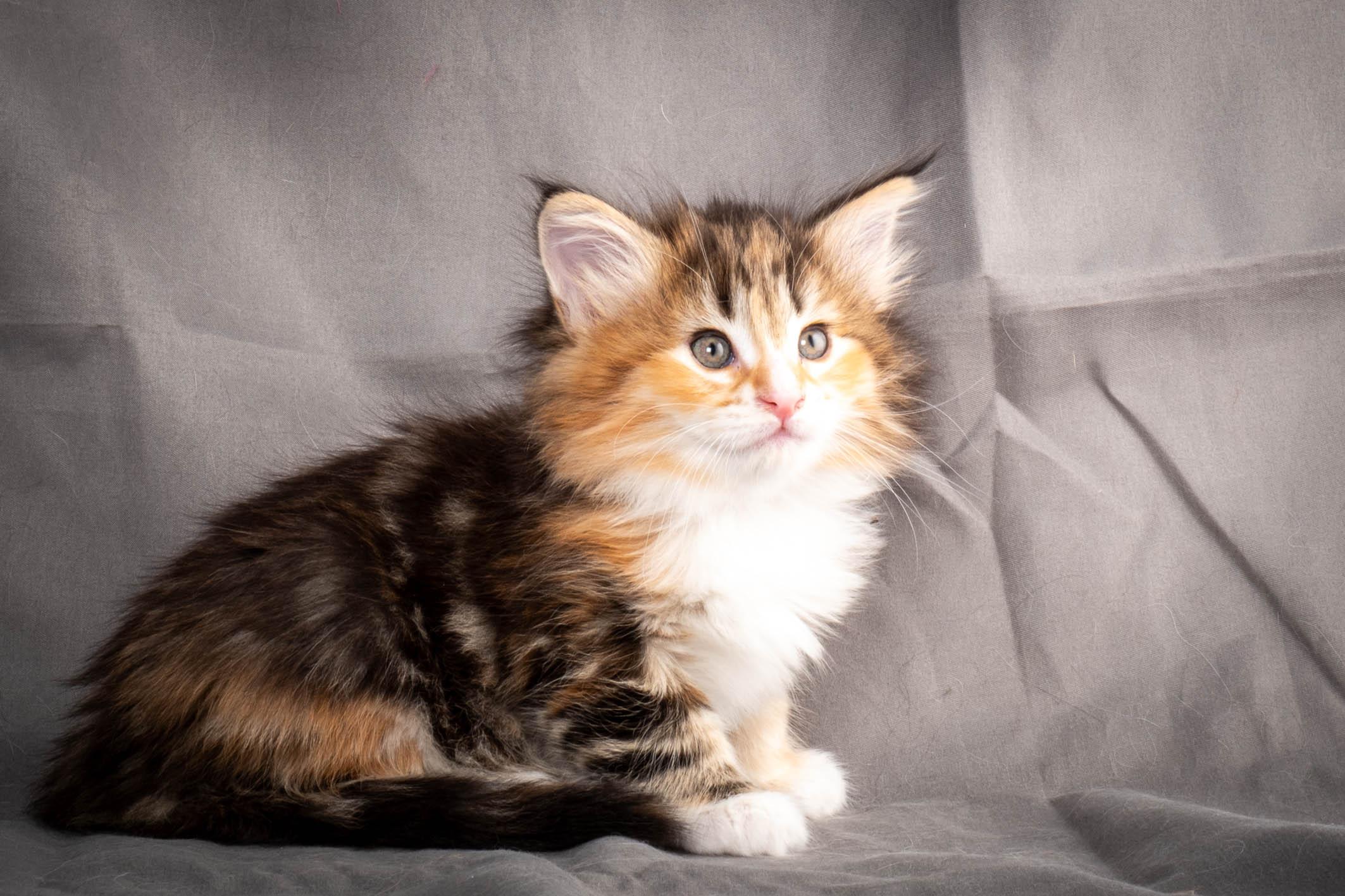 (N)Migoto's Alva, NFO f 09 22