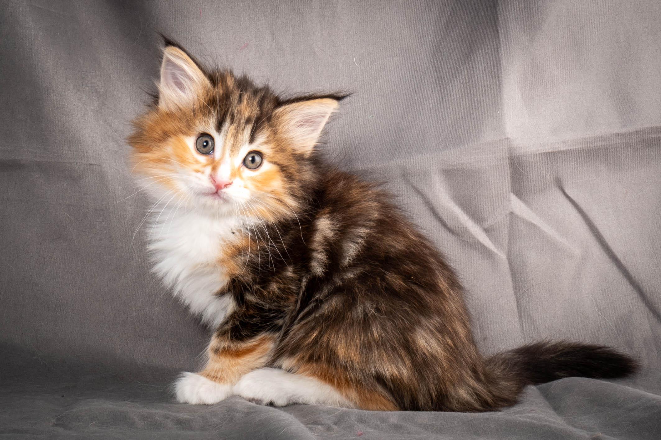 (N)Migoto's Alva, NFO f 09 22