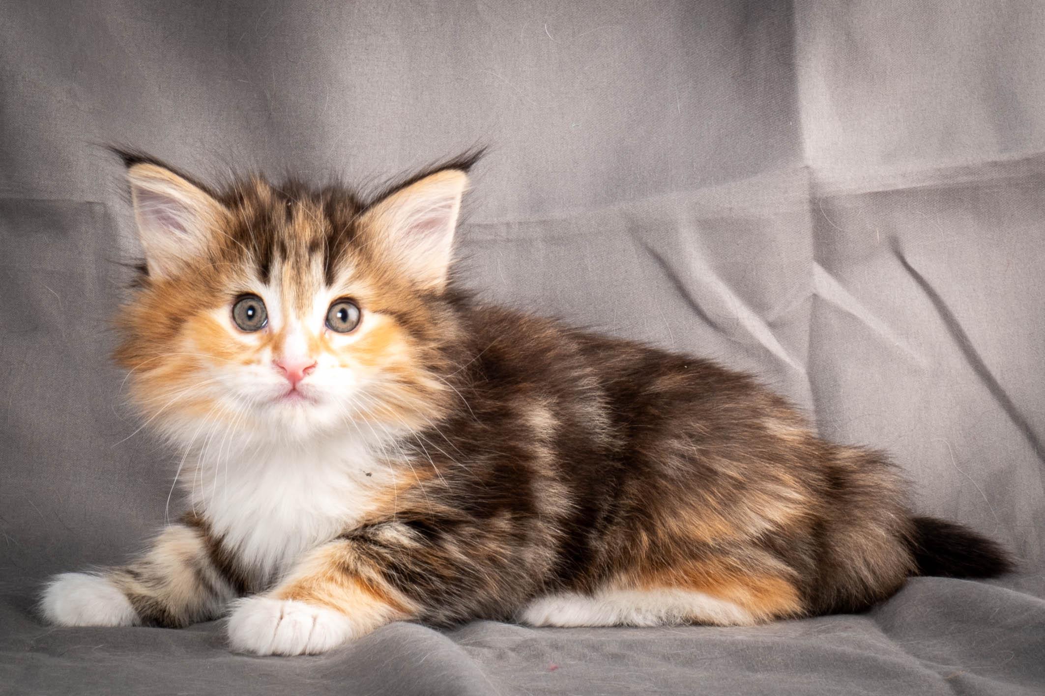 (N)Migoto's Alva, NFO f 09 22