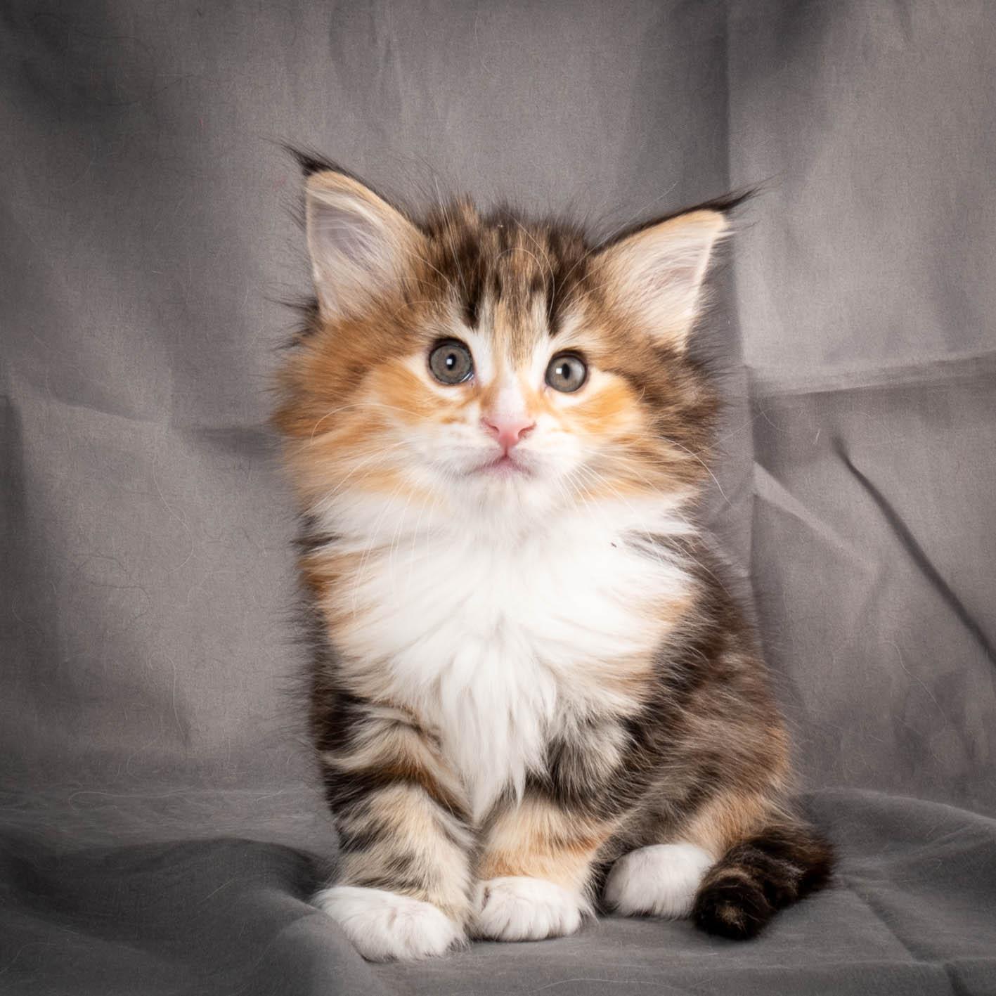 (N)Migoto's Alva, NFO f 09 22