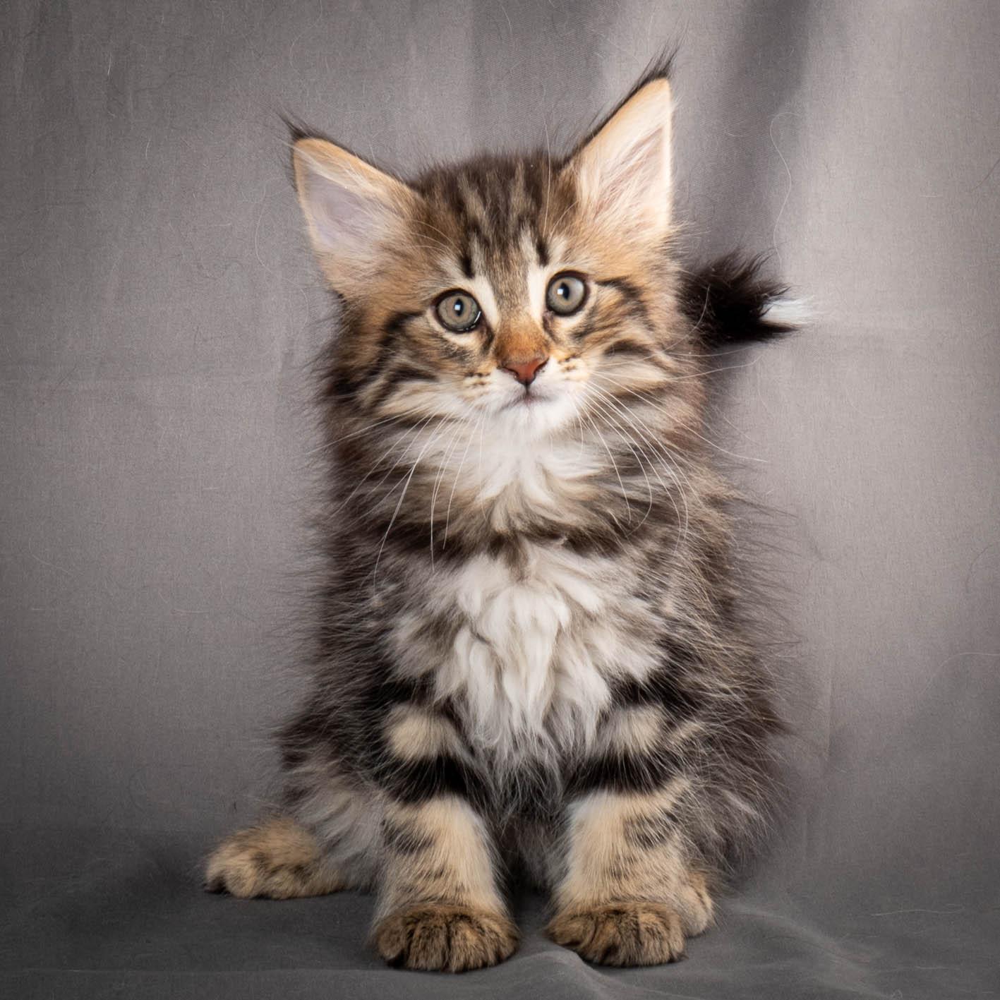 (N)Migoto's Anton, NFO n 22