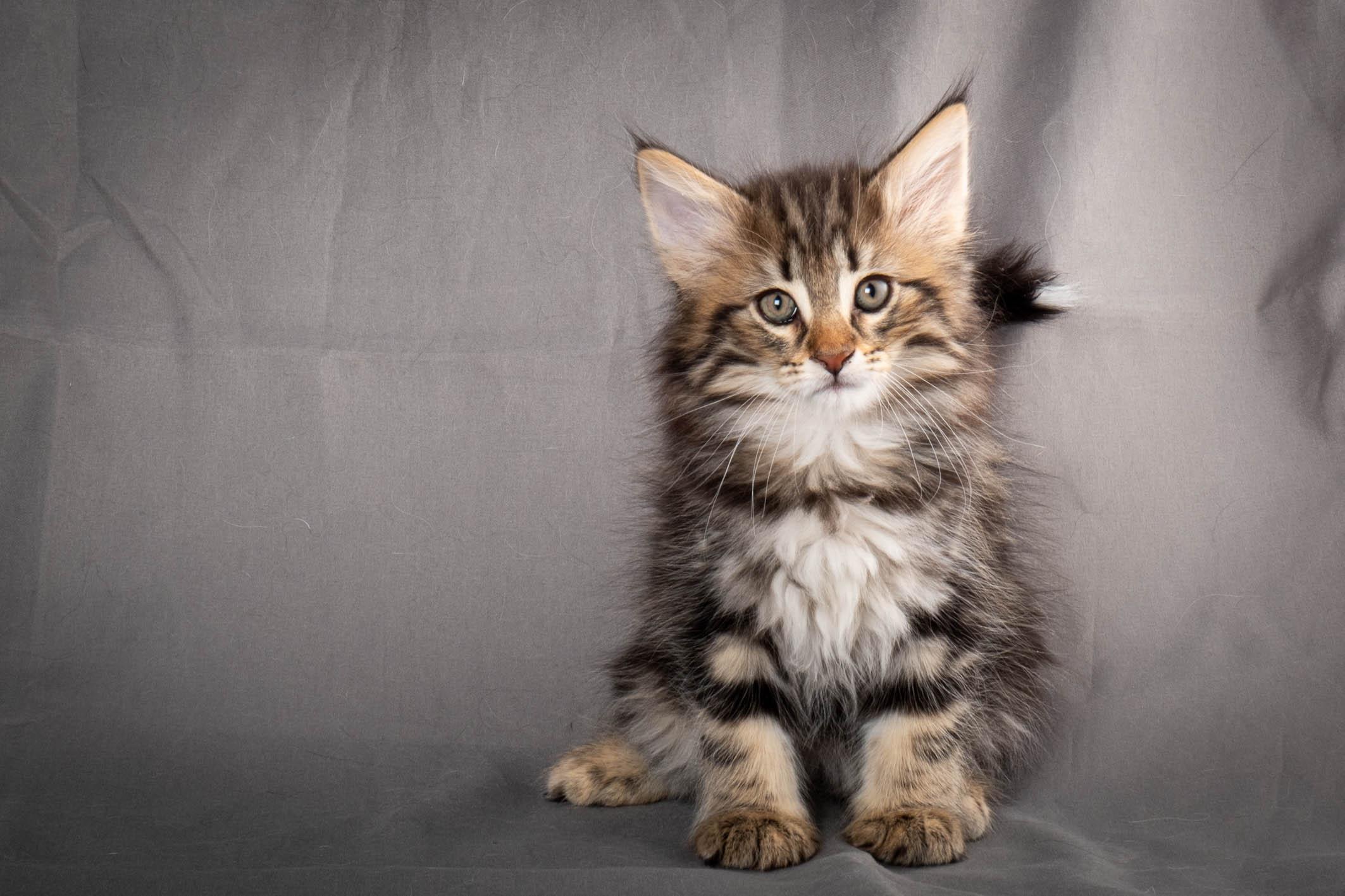 (N)Migoto's Anton, NFO n 22