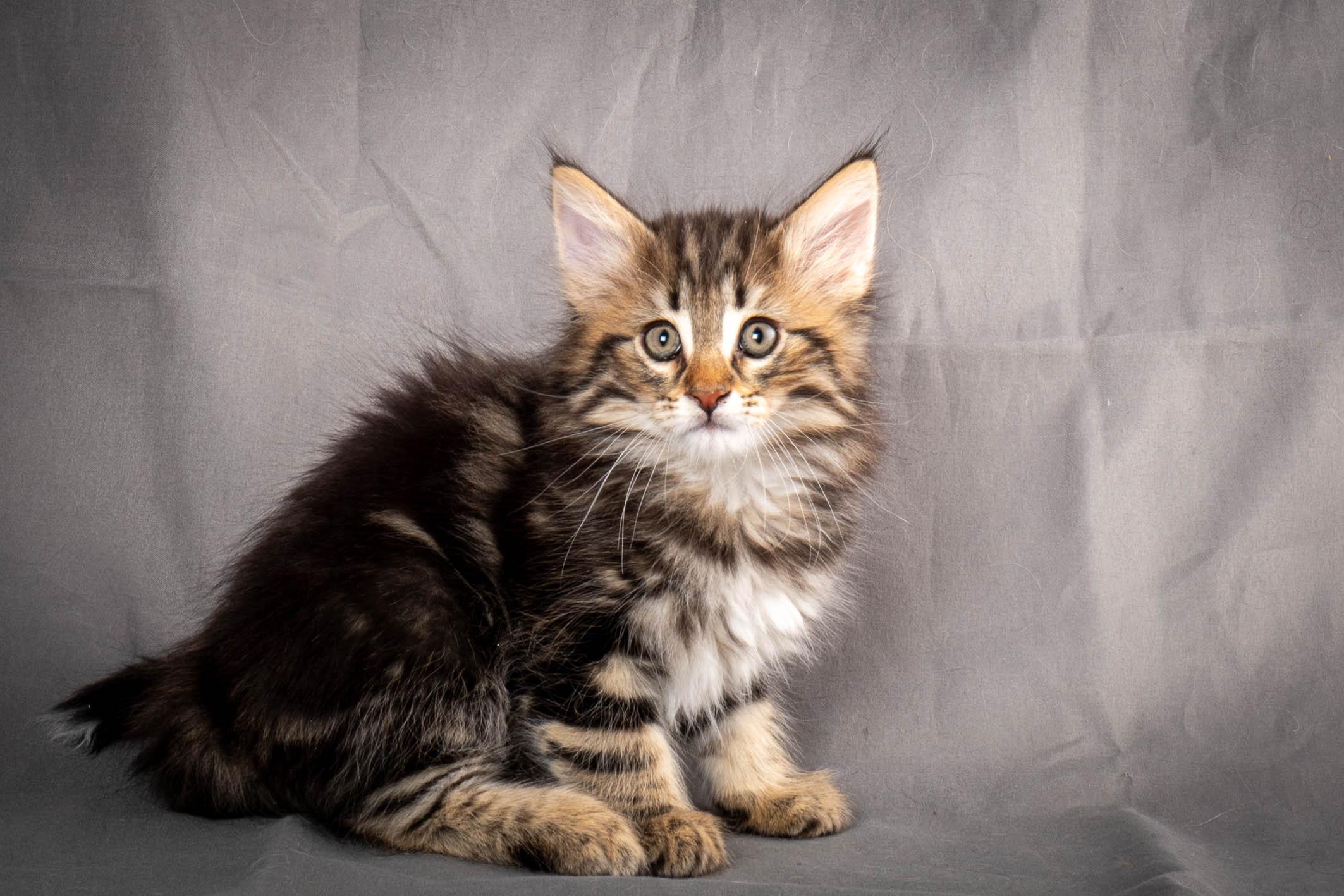 (N)Migoto's Anton, NFO n 22