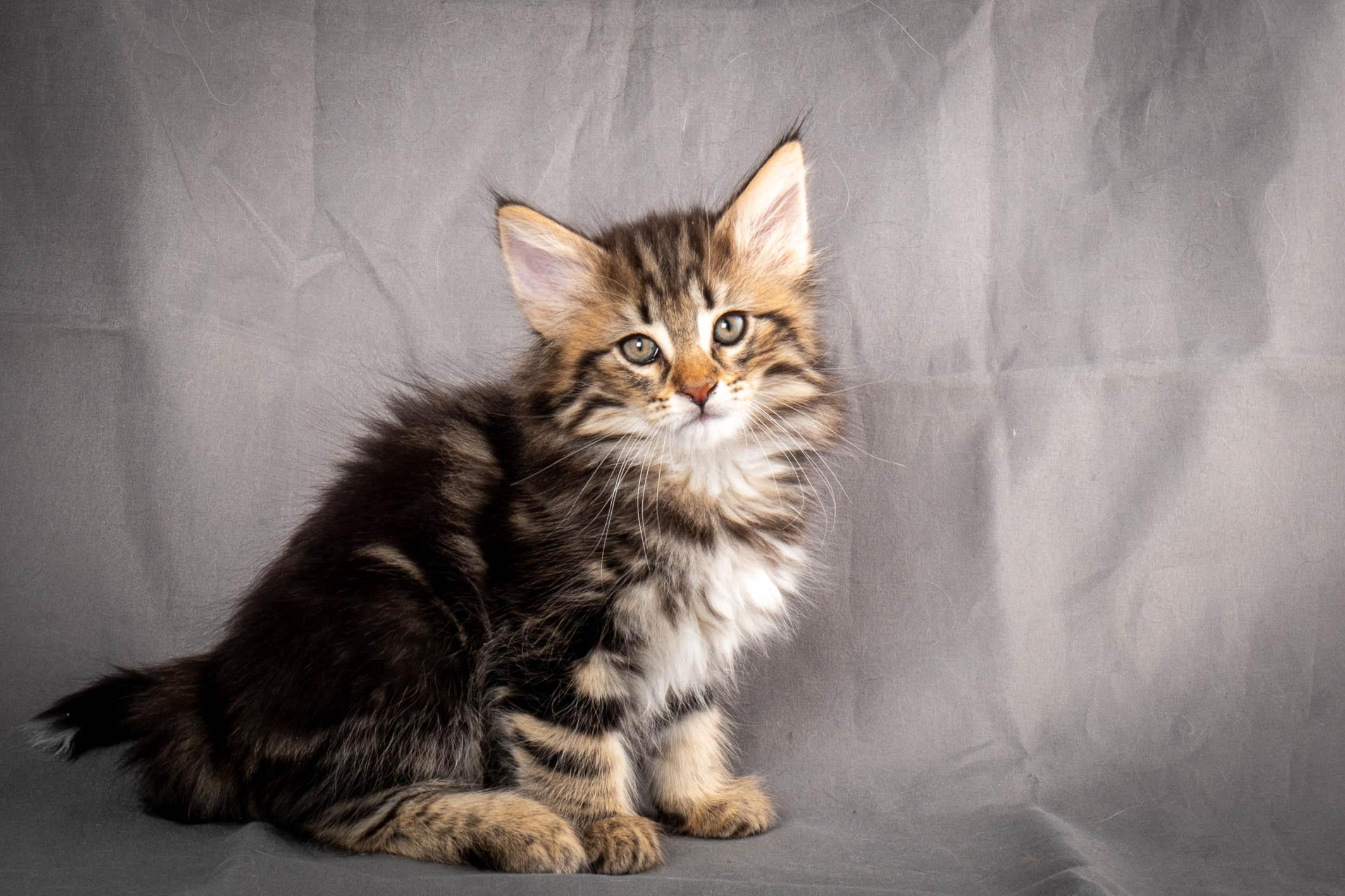 (N)Migoto's Anton, NFO n 22