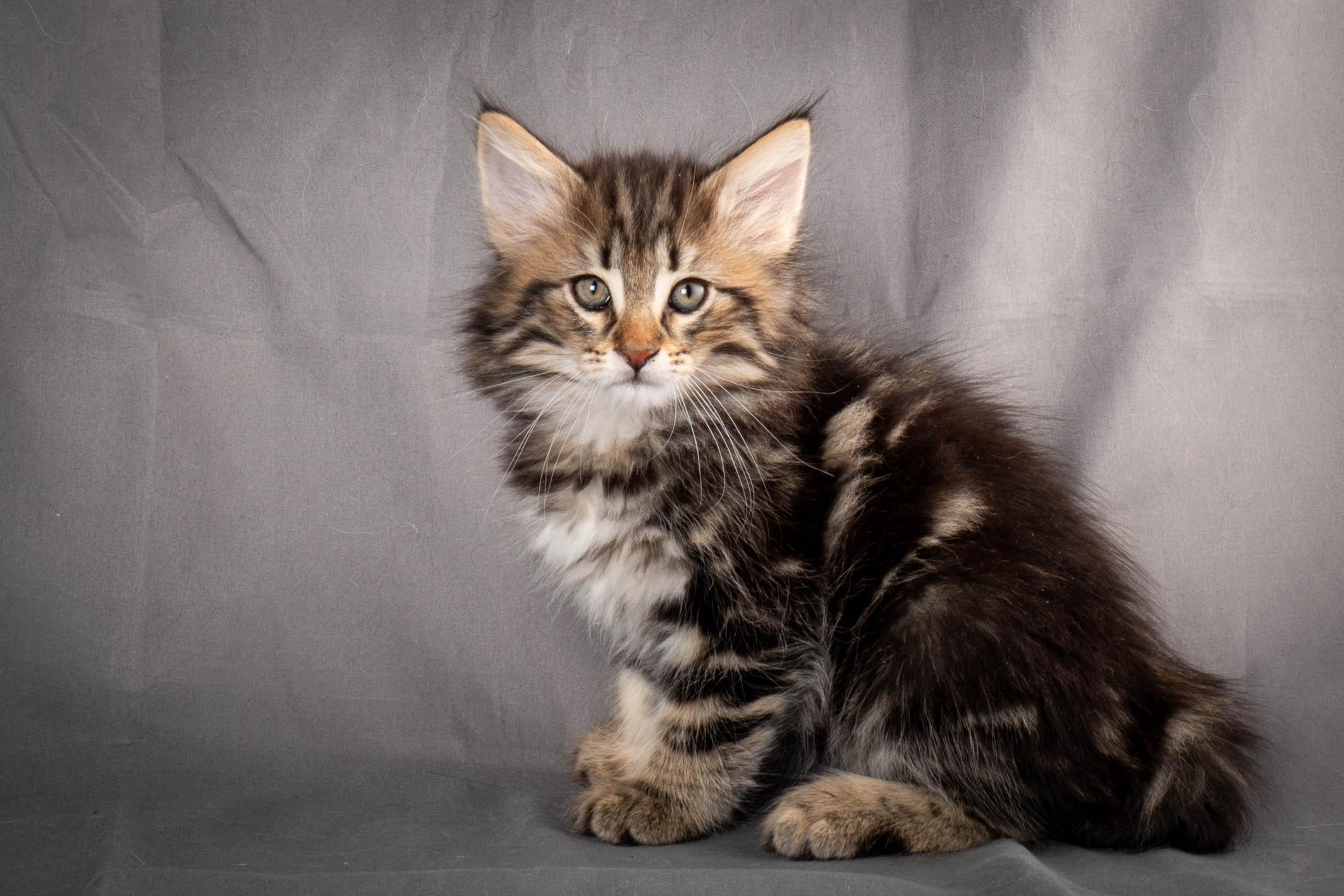 (N)Migoto's Anton, NFO n 22