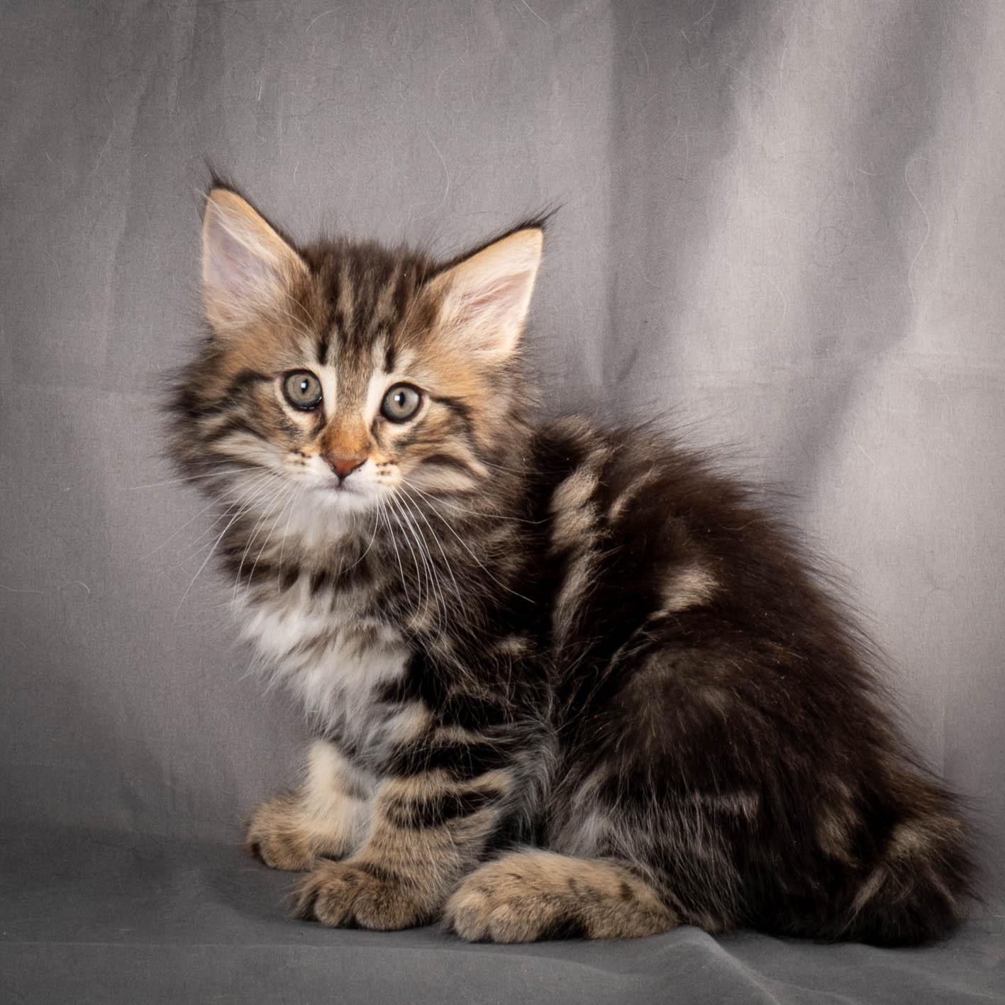 (N)Migoto's Anton, NFO n 22