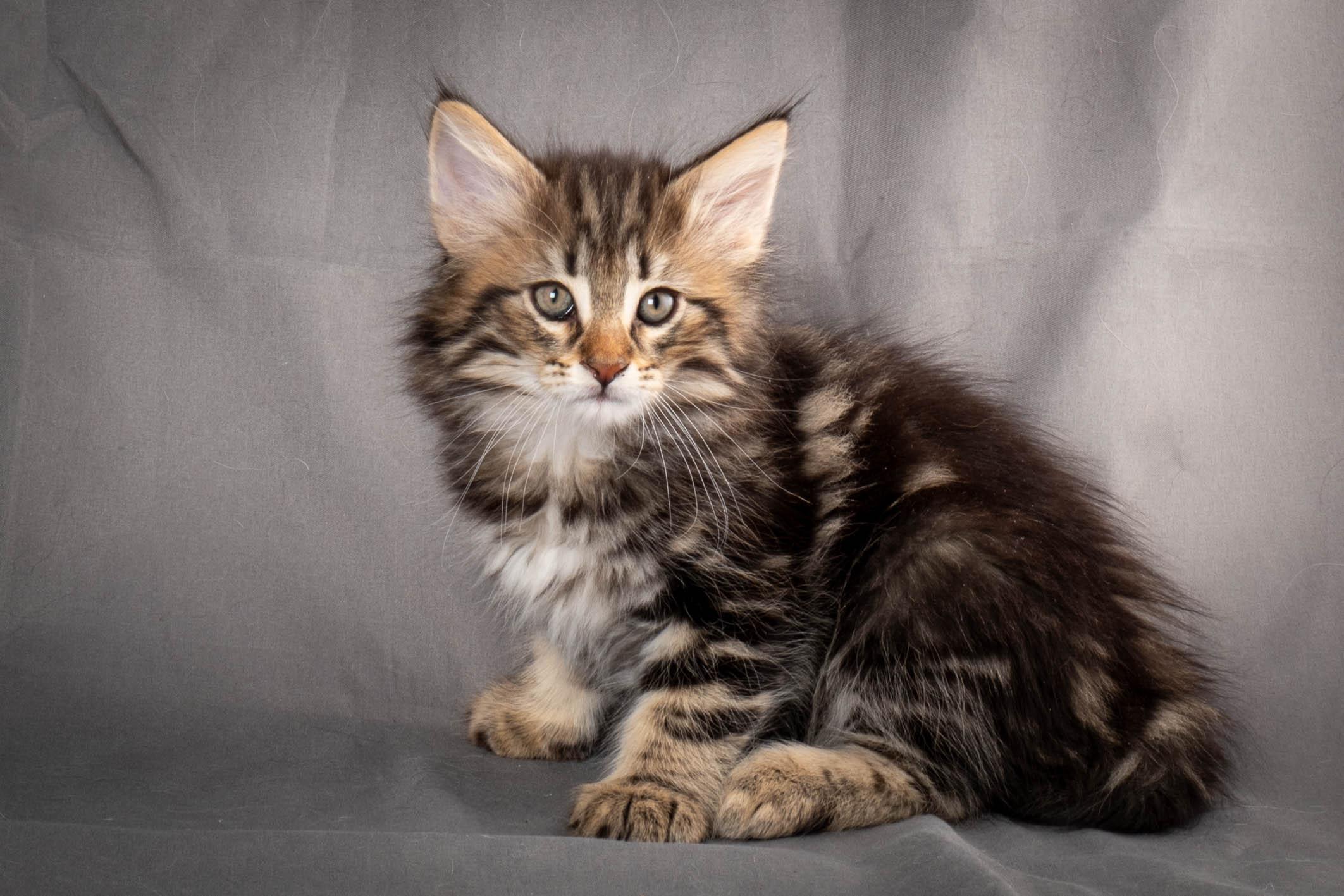 (N)Migoto's Anton, NFO n 22