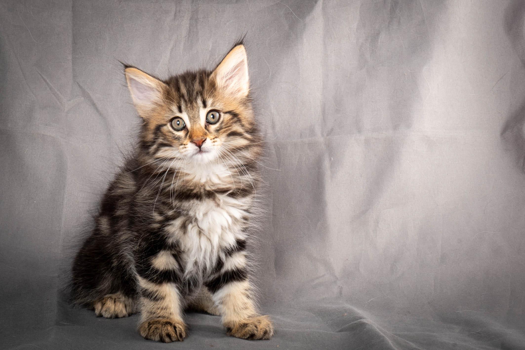 (N)Migoto's Anton, NFO n 22