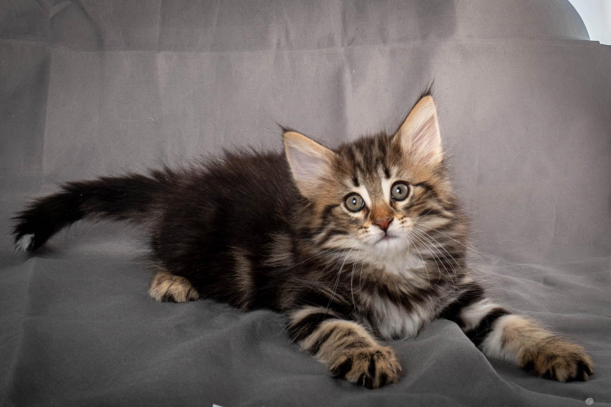 (N)Migoto's Anton, NFO n 22