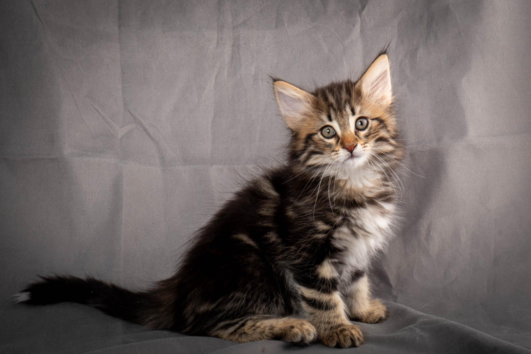 (N)Migoto's Anton, NFO n 22