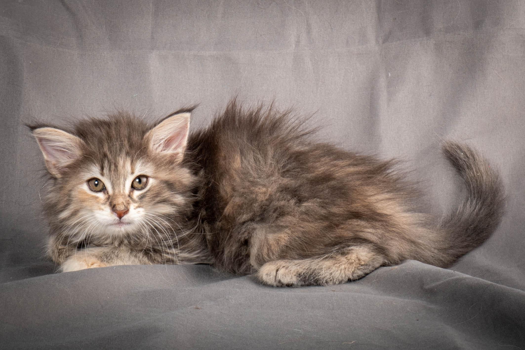 (N)Migoto's Anne, NFO n 22