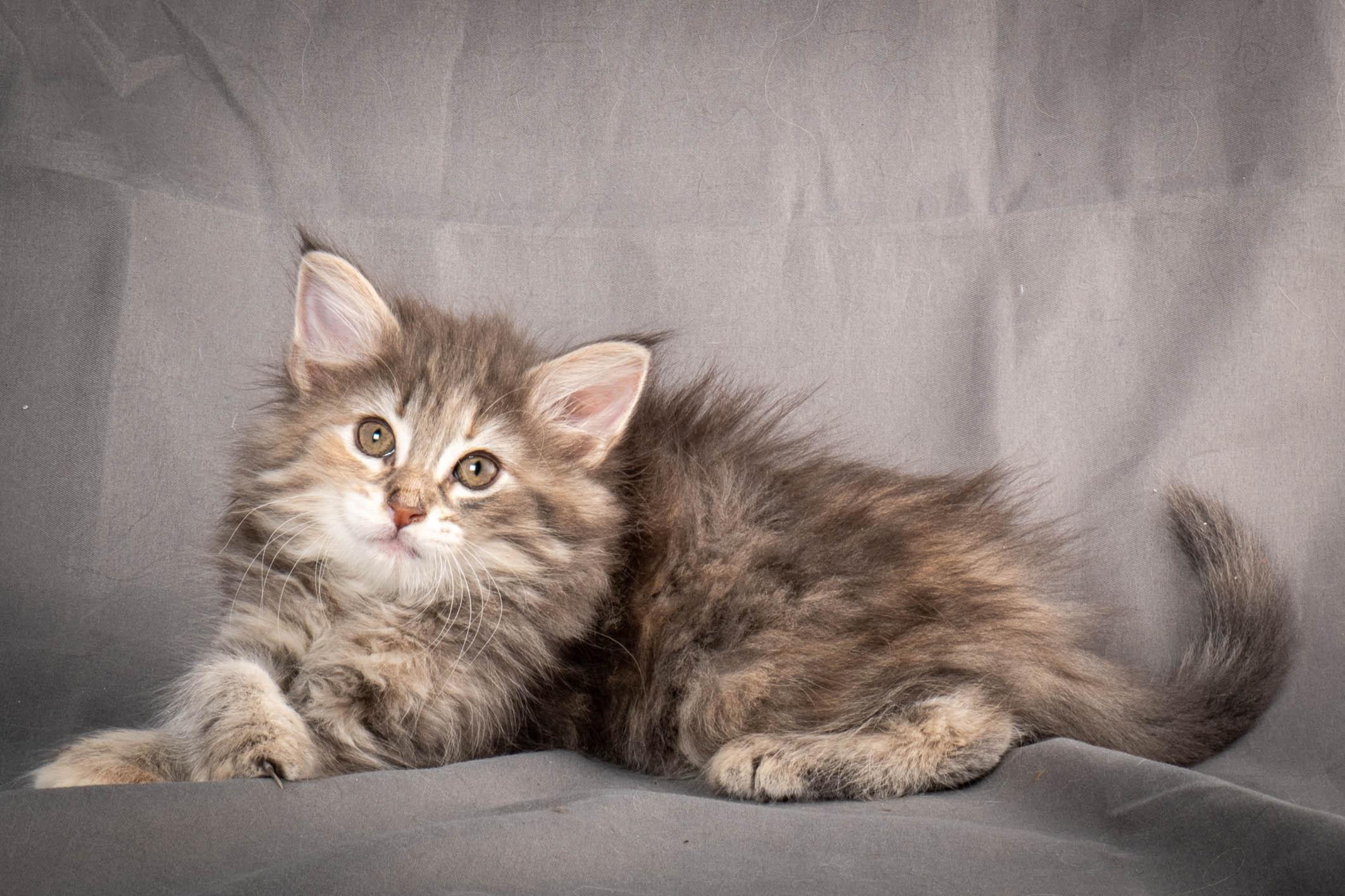 (N)Migoto's Anne, NFO n 22